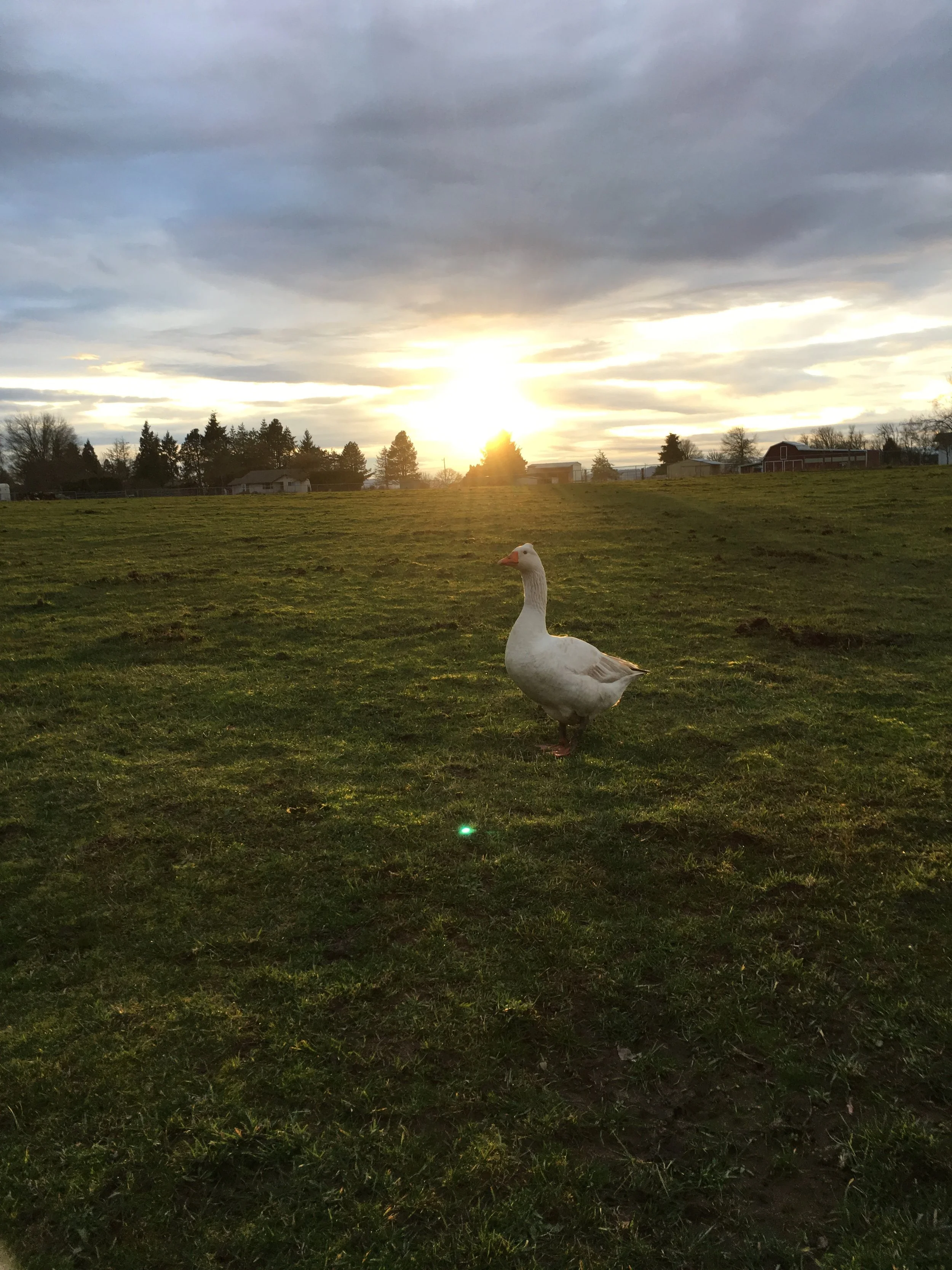 OCATSOOF-HAPICORDS(children)