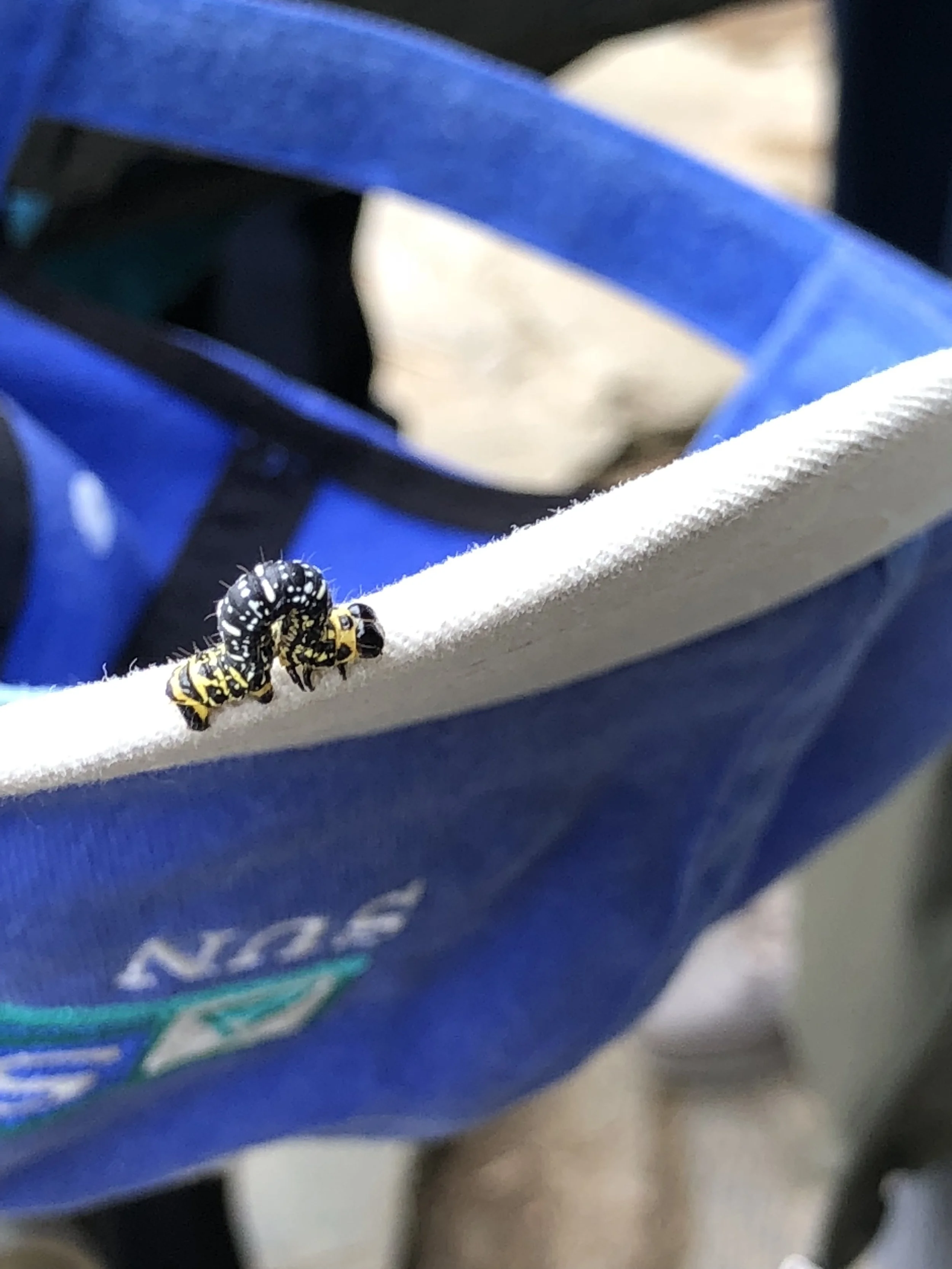 SWOLOLI’I/LIACILA ❤️Speak out)