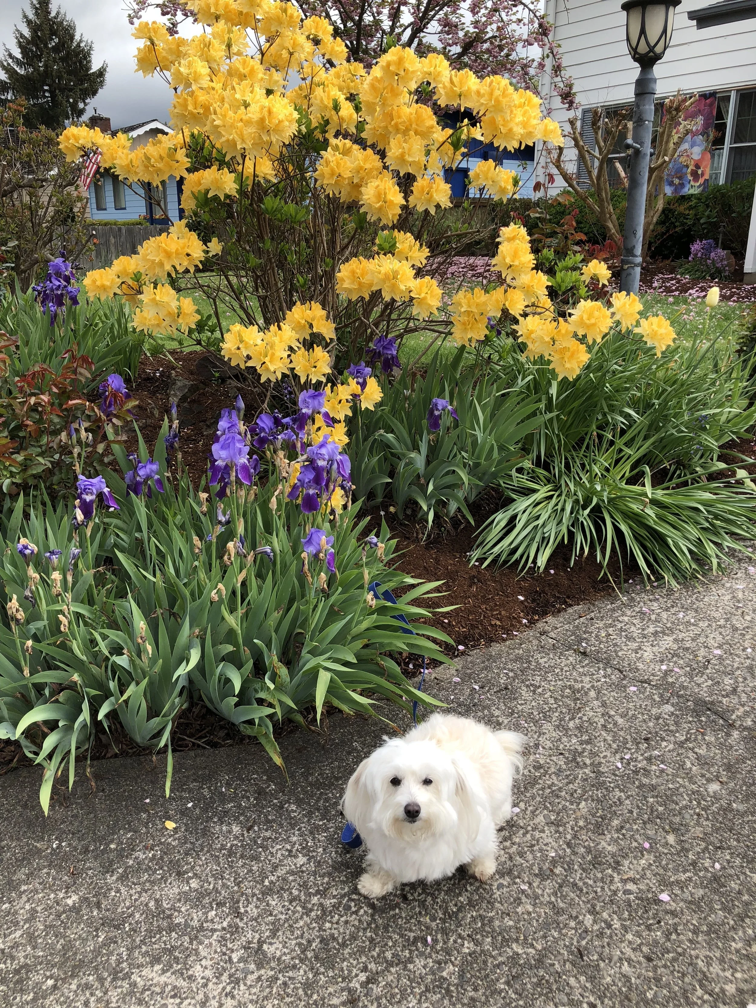 LISTWHAM (listening)