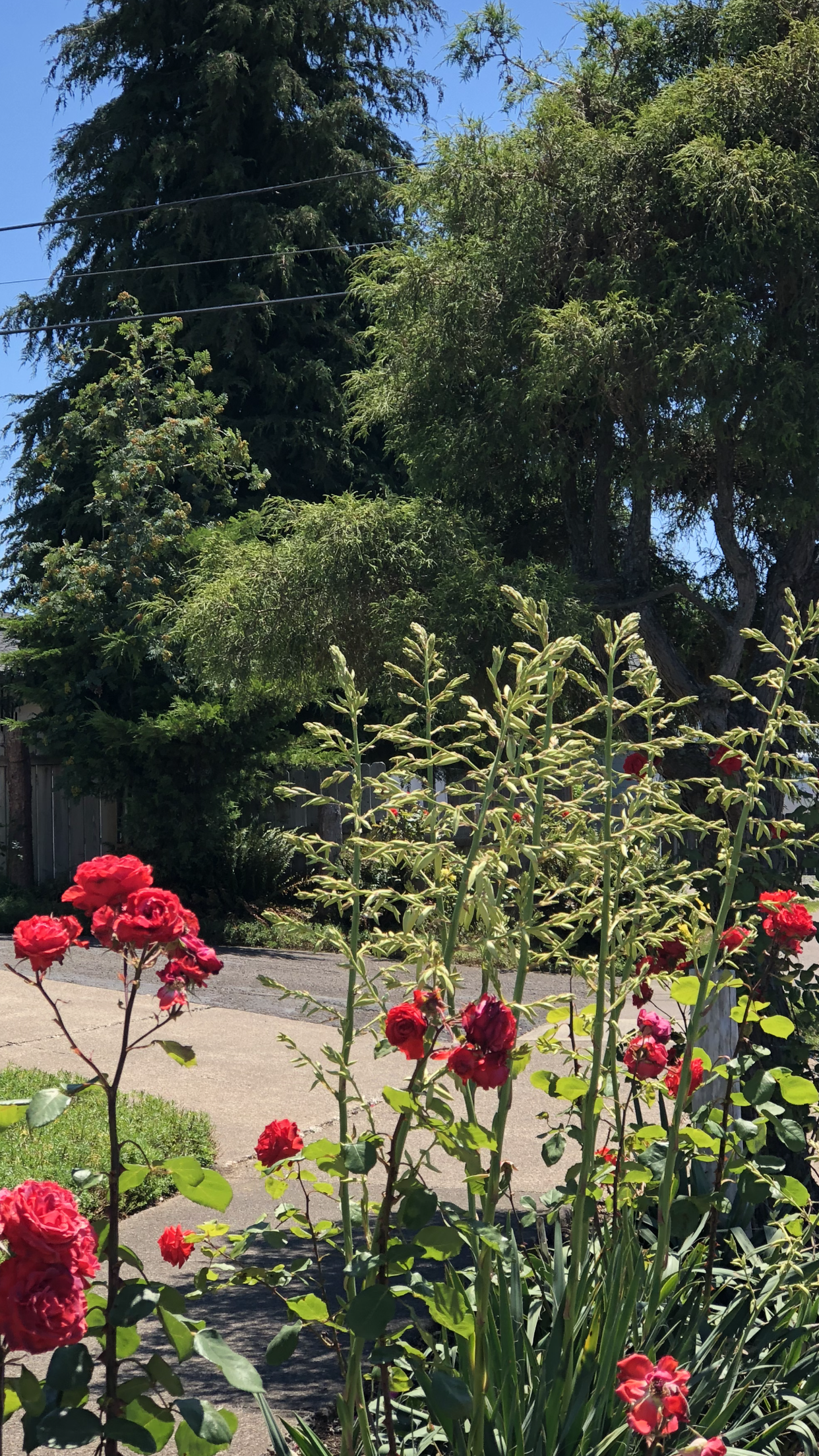 TFI’I’I (inspiration)