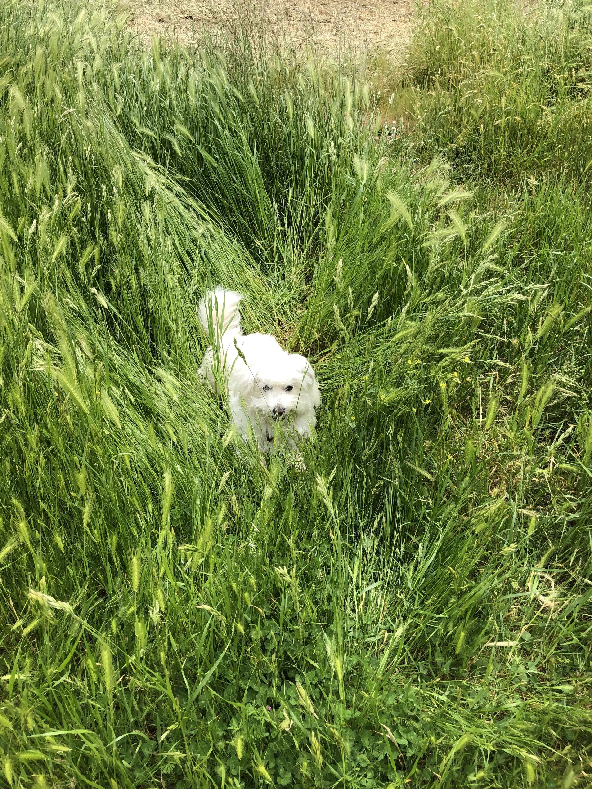 TOTCTAPITP (puppies)