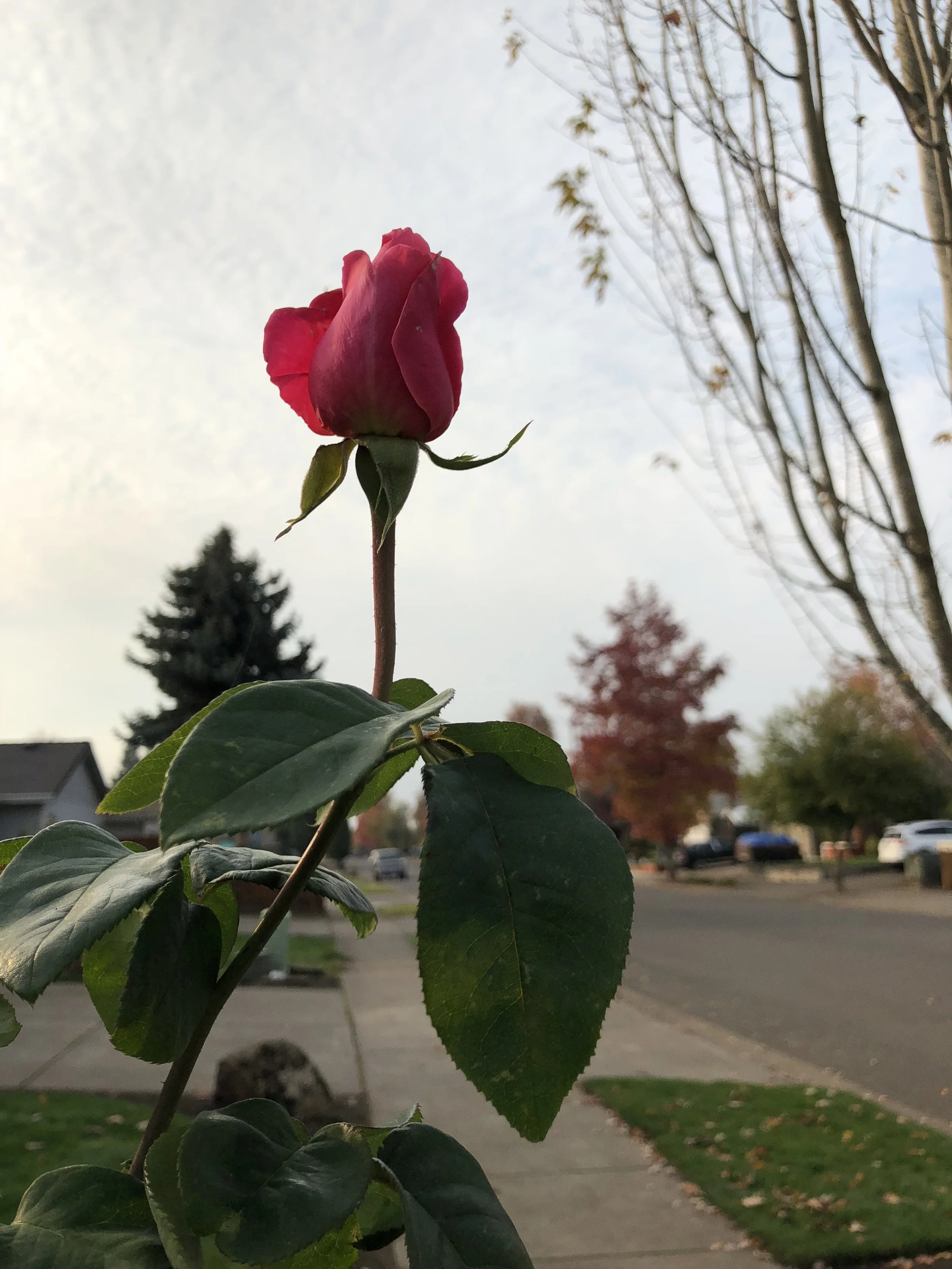 OFVABNASLE:(campfire)