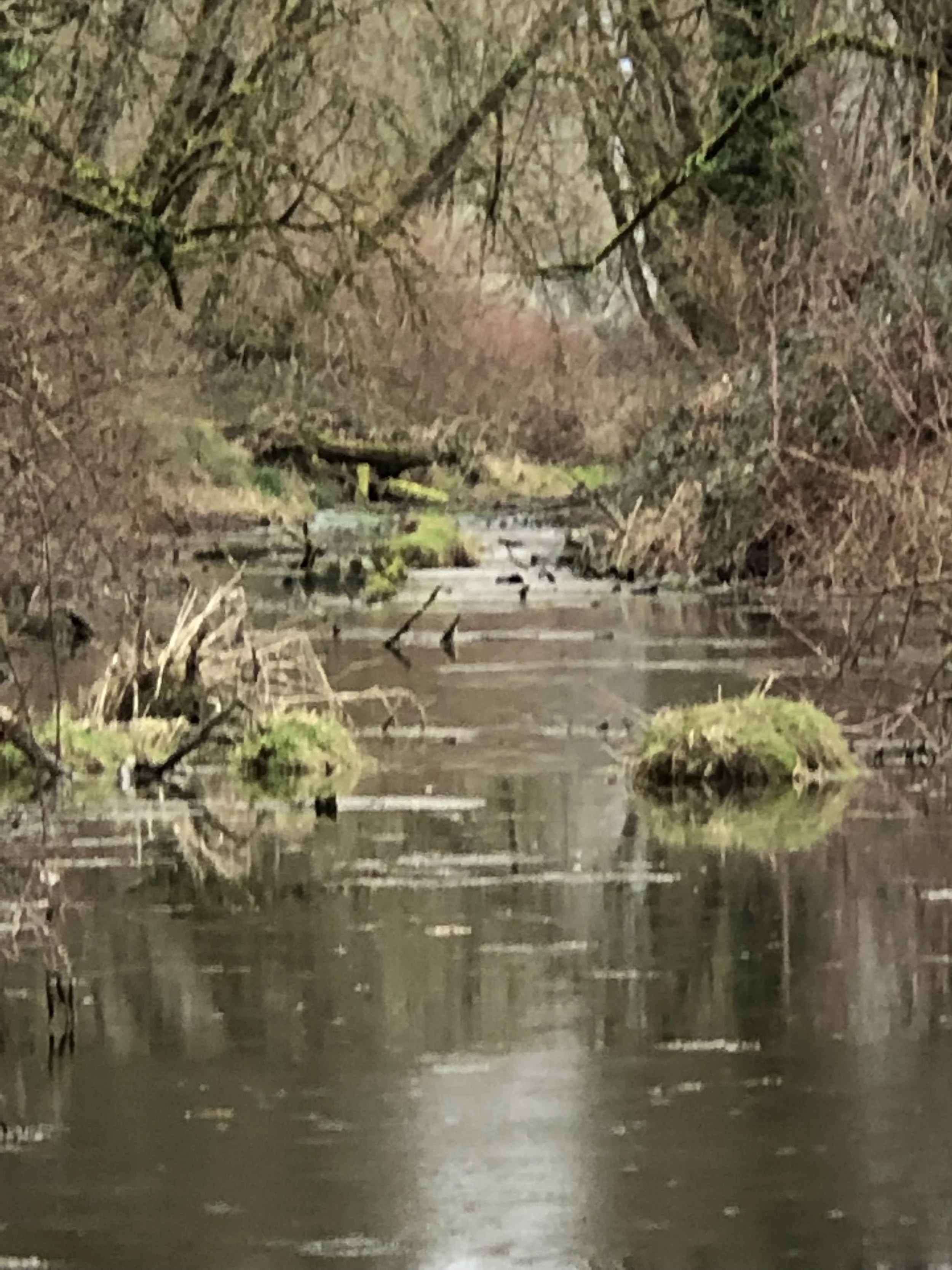 OGIBAGAWA’A/TAMEMS(effort)