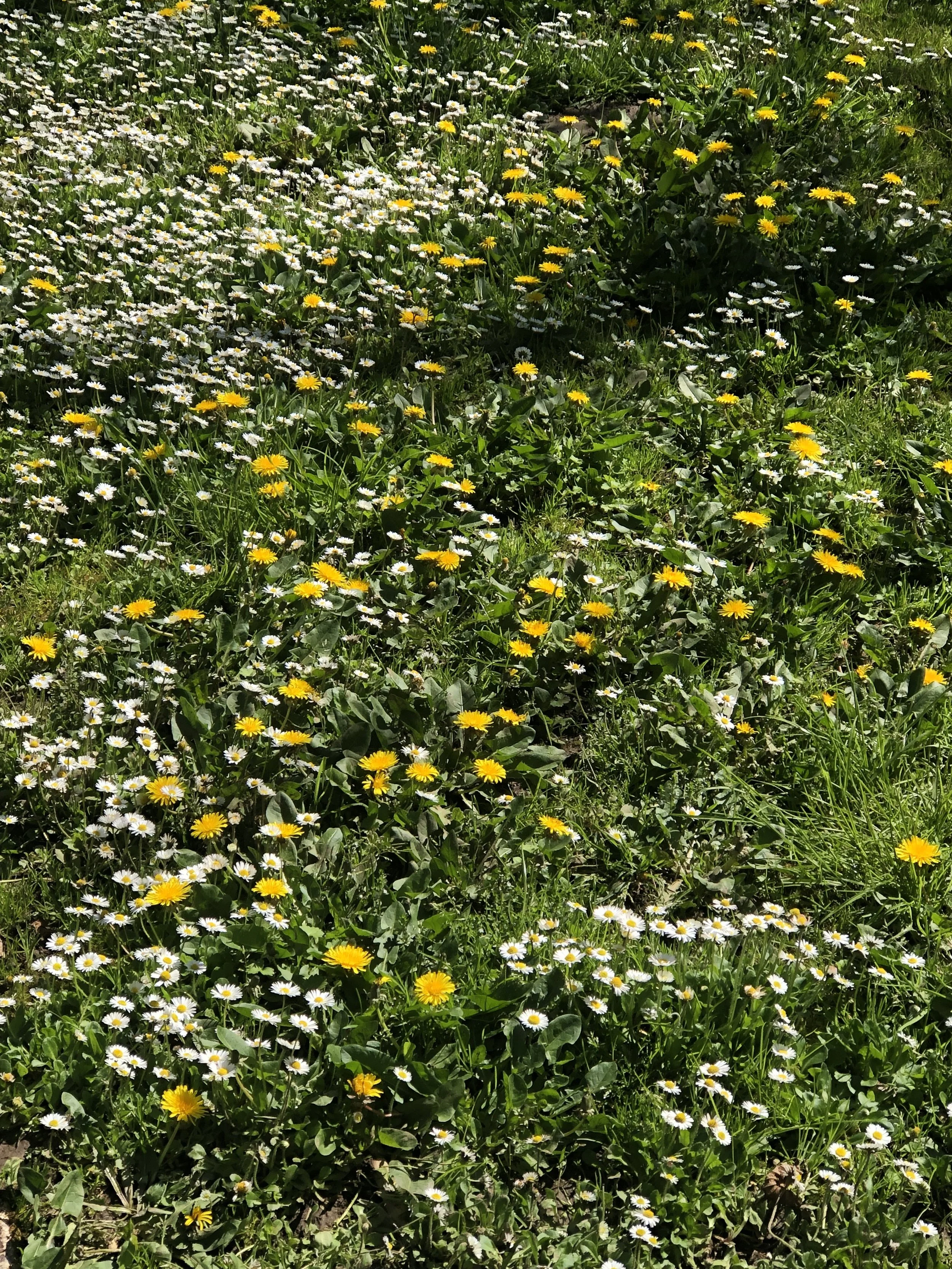 ☮️🎶Spospaspee(again)