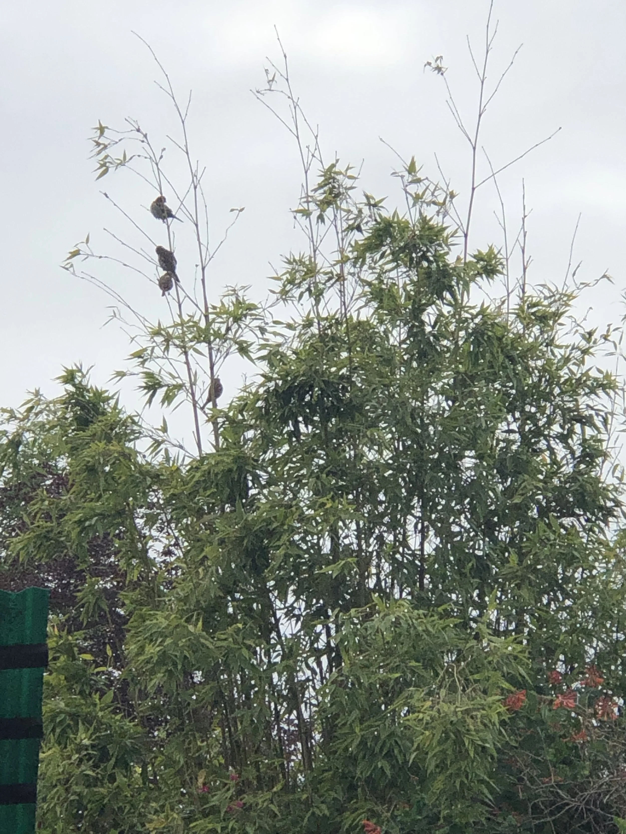 ☮️Submitting new words