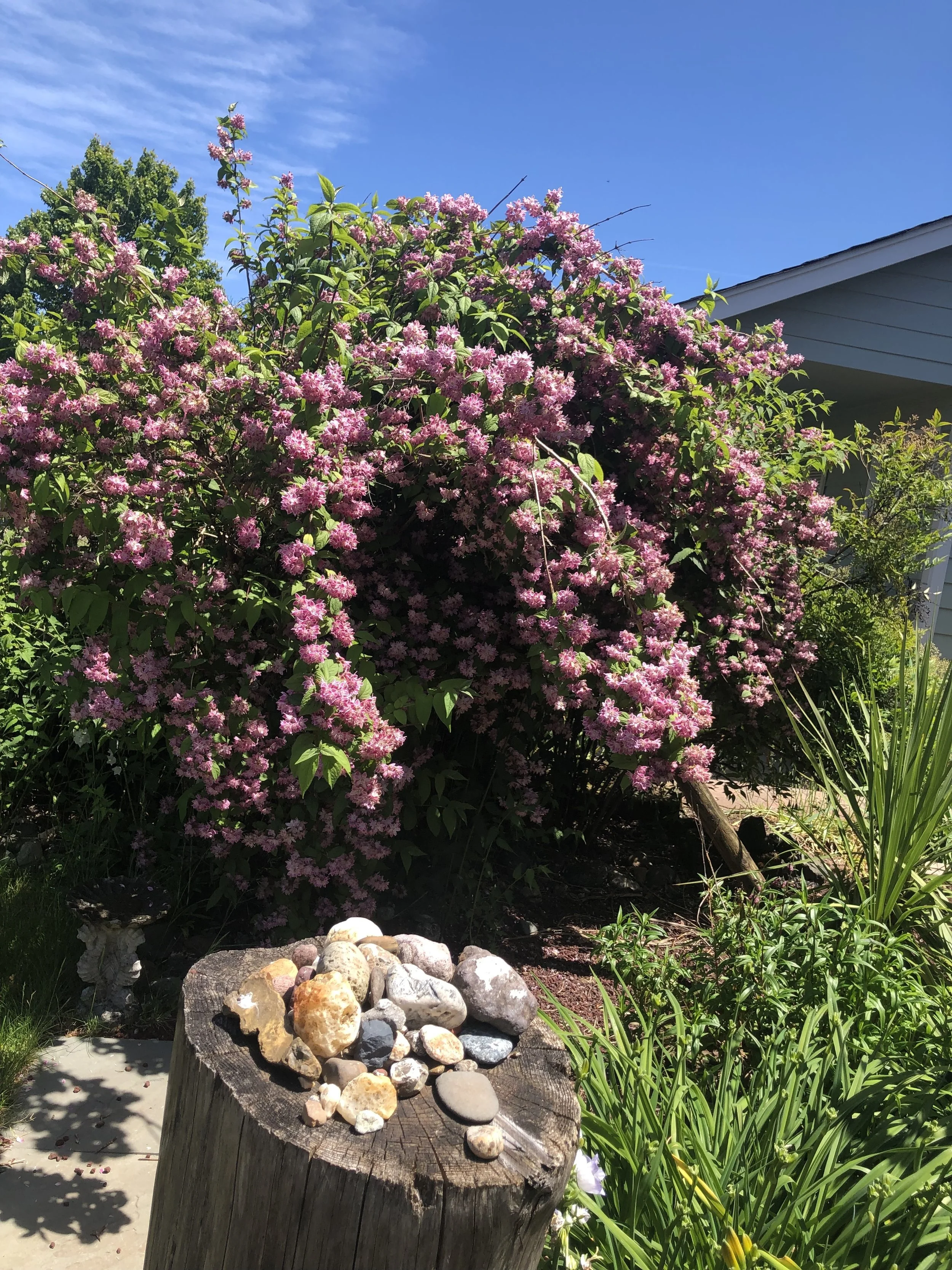 GAGGUFAWM 🌿🌷🌾