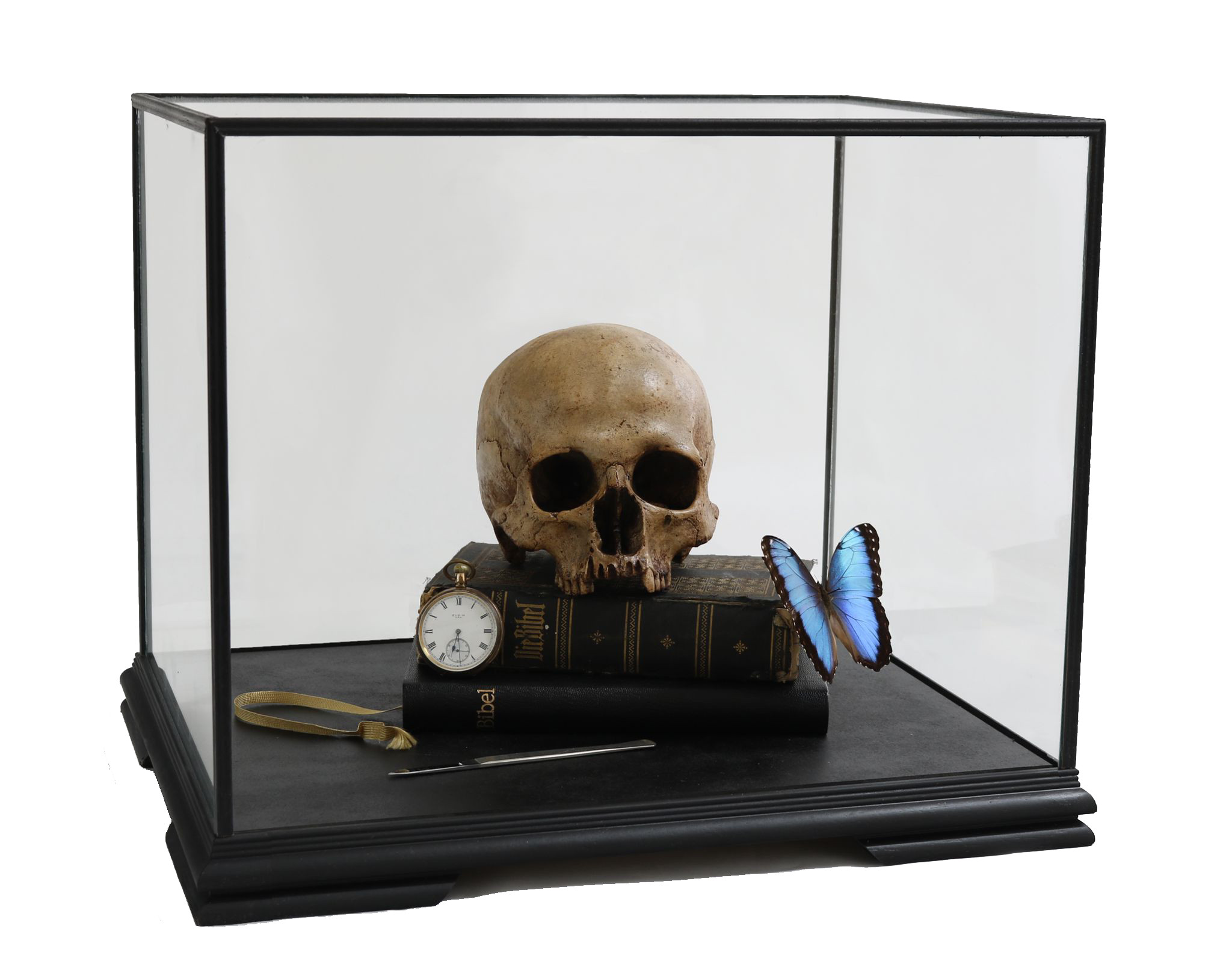 Memento Mori with Heilige Schrift and Morpho Peleides, by The Connor Brothers - 2021 - Courtesy of Maddox Gallery.png