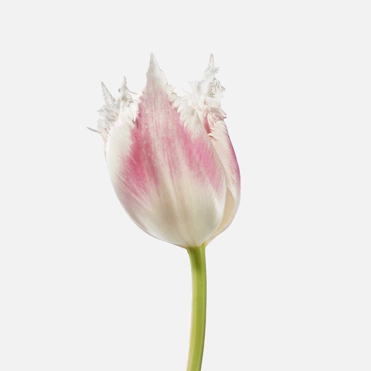 pink fringed tulip stem.jpg