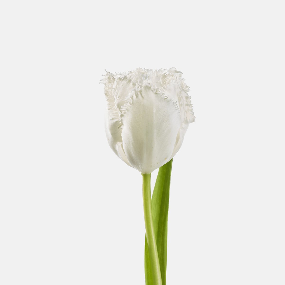 white fringed tulip  stem a.jpg