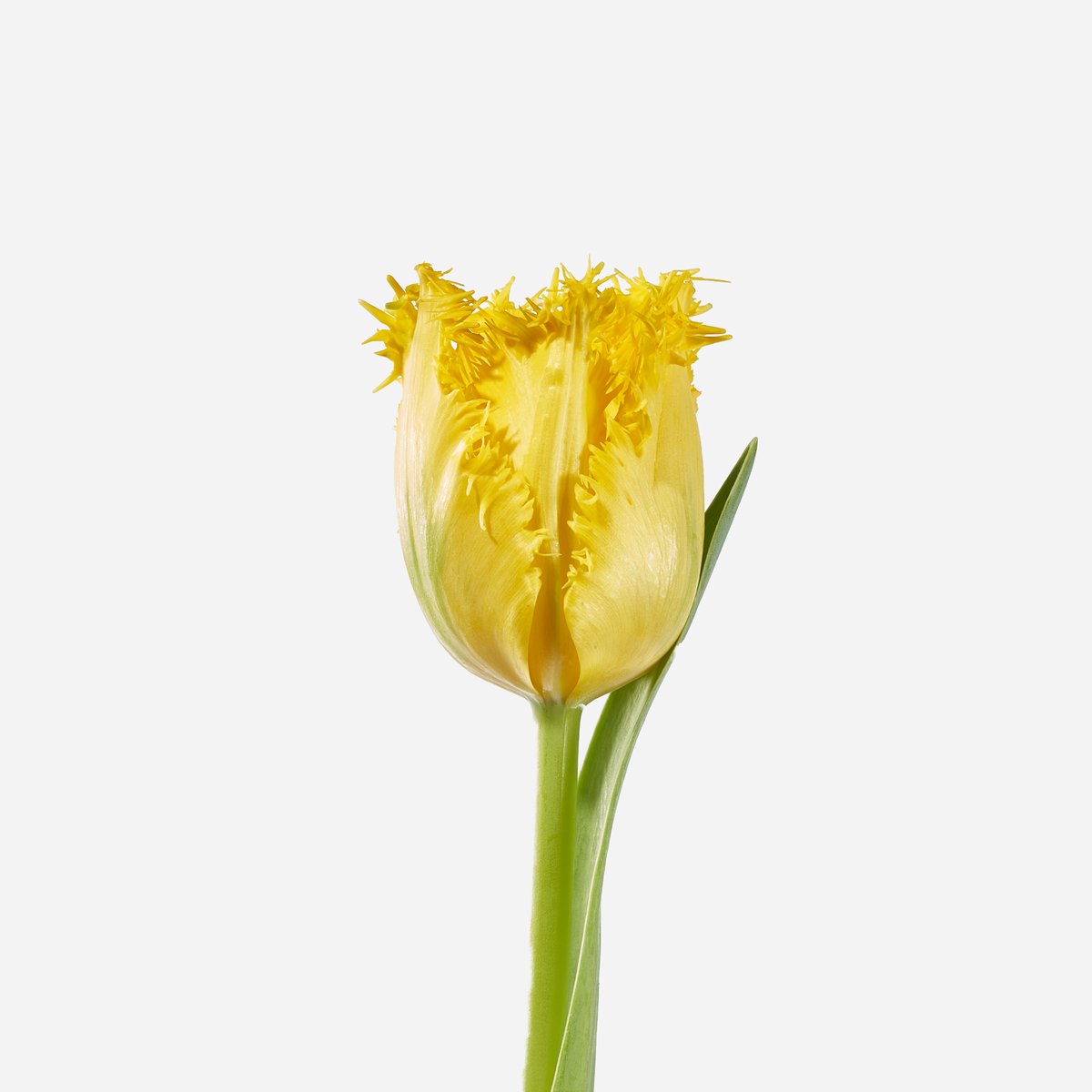 yellow fringed tulip stem a.jpg