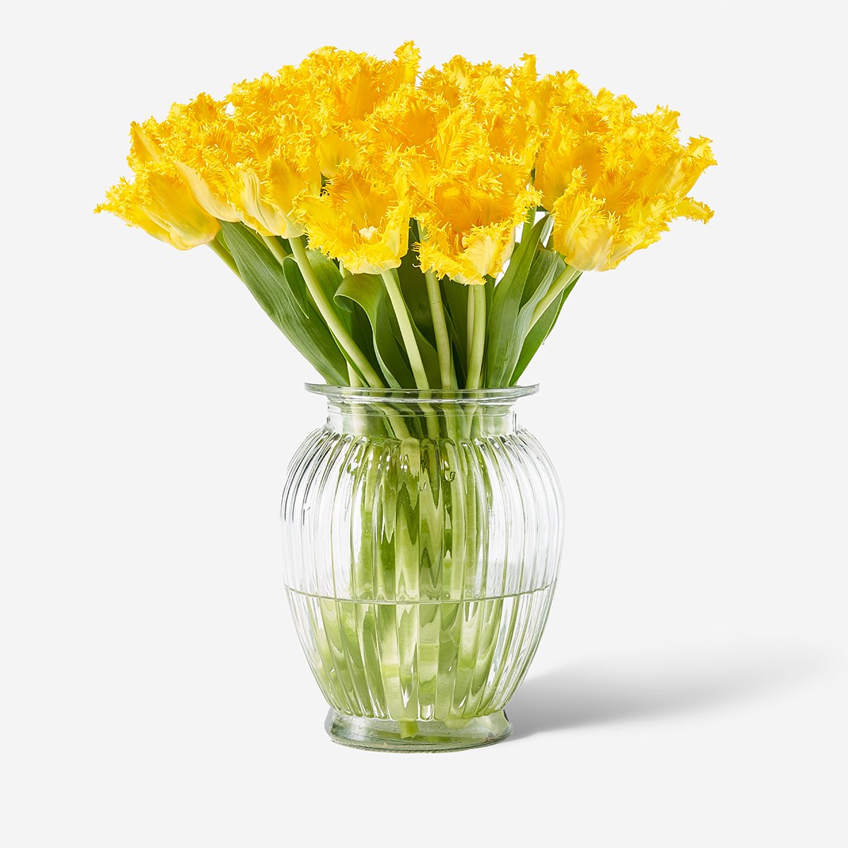 yellow fringed tulips 2.jpg