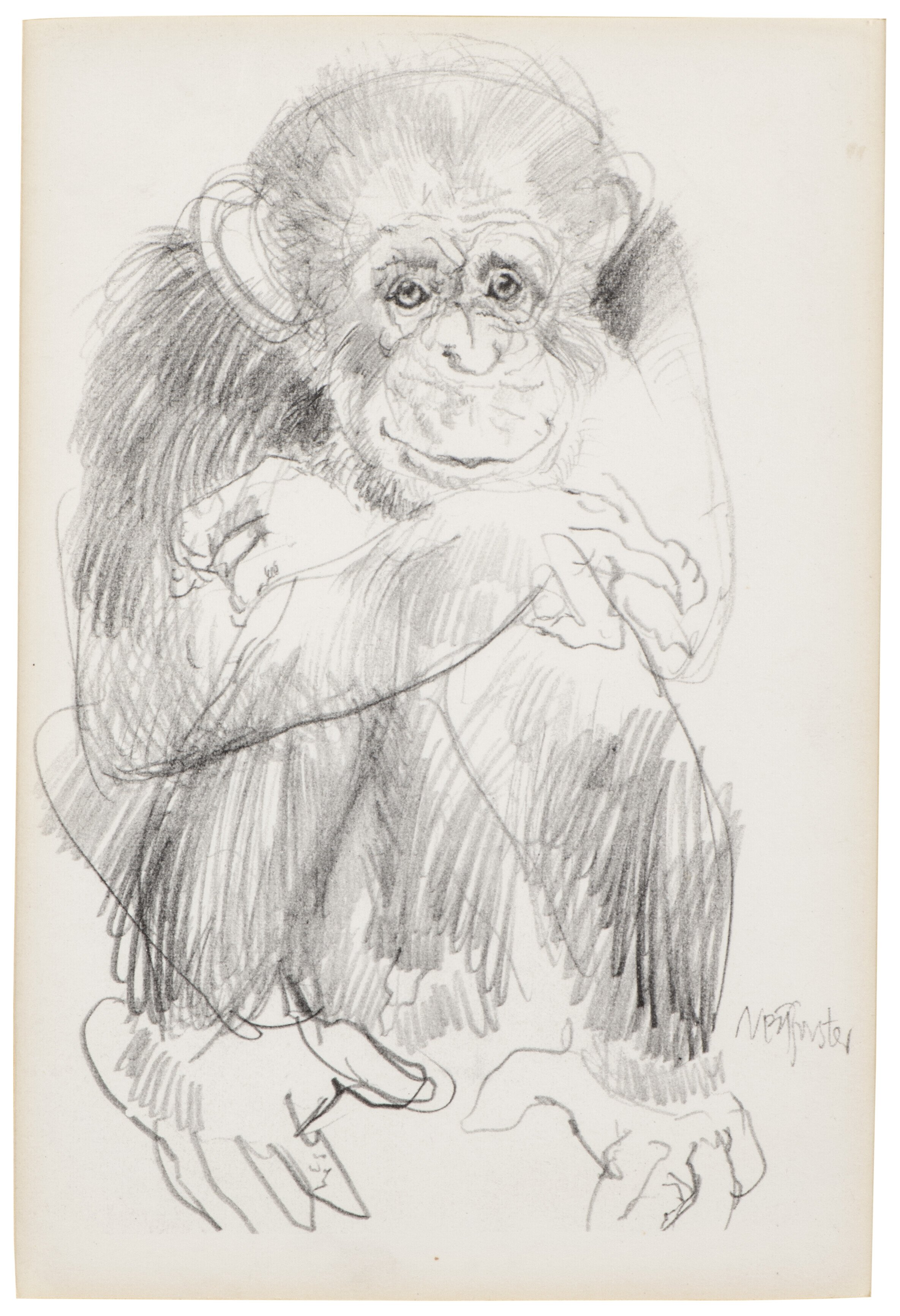 Neil Forster (1940 - 2016), Study for a chimpanzee, pencil on paper (estimate £400-600).jpg