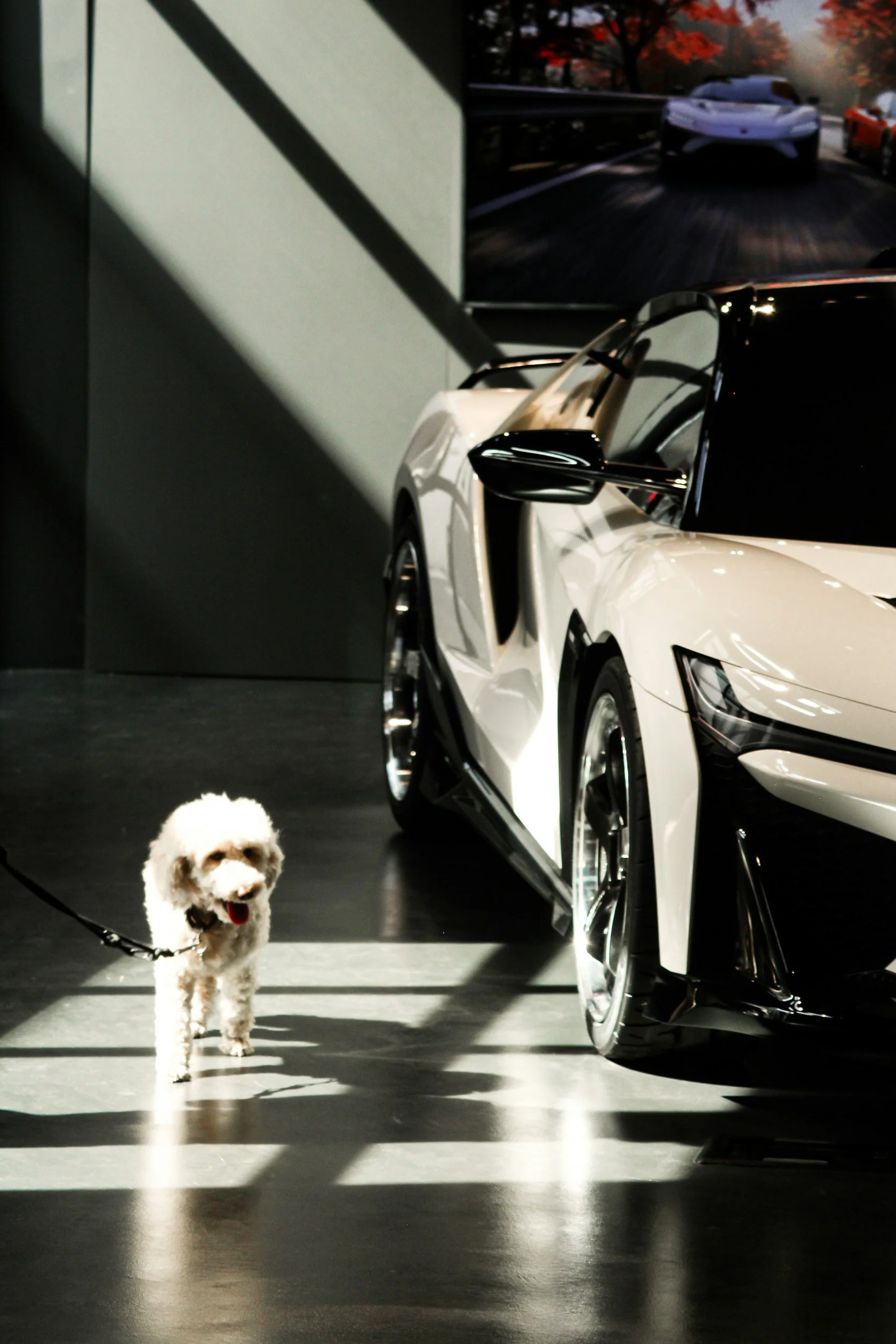 THE CULTURED CANINE: BEST AUTUMN 2026 FINDS FOR THE FOUR-LEGGED SET