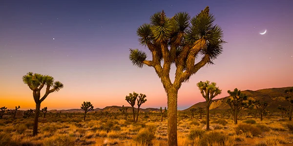 plant_joshua-tree_KiskaMedia-GettyImages_600x300.jpg