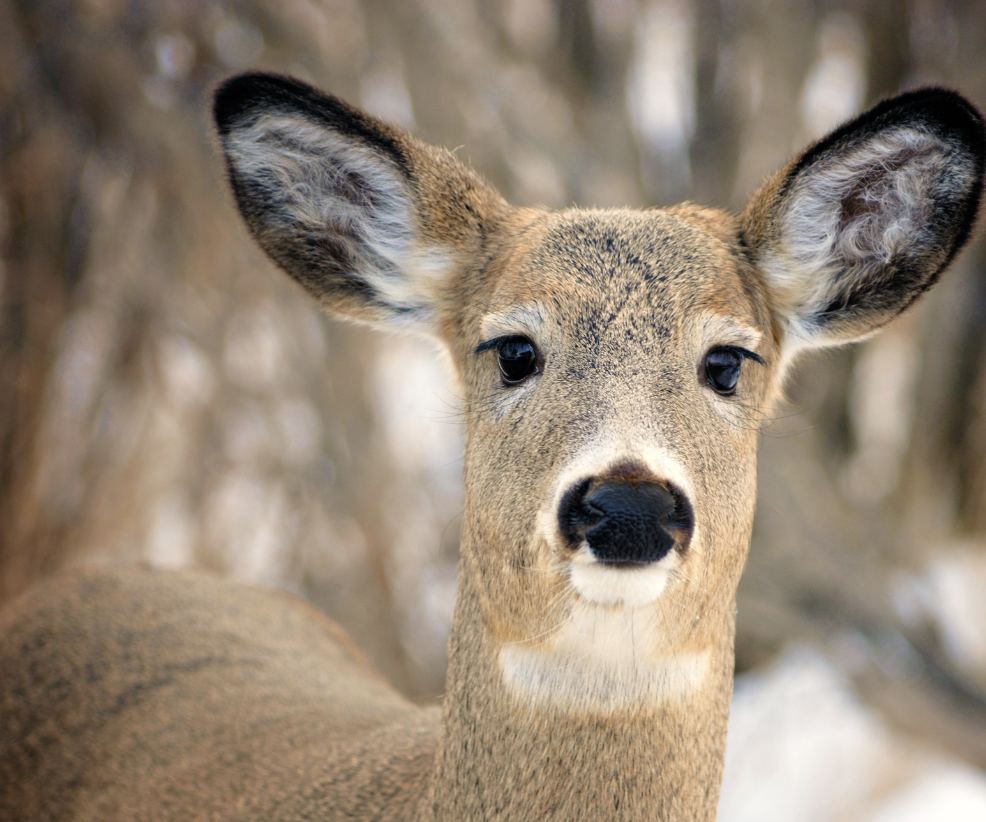 Doe, A Deer