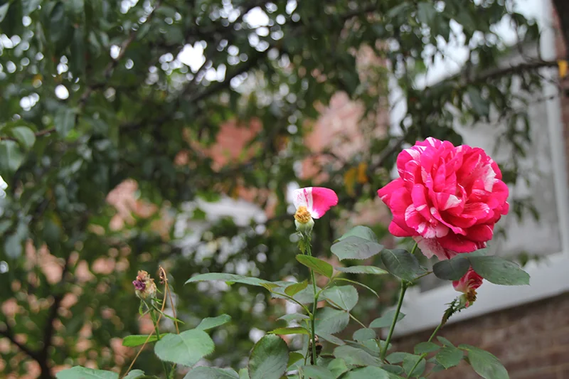 IMG_2383 smaller.jpg