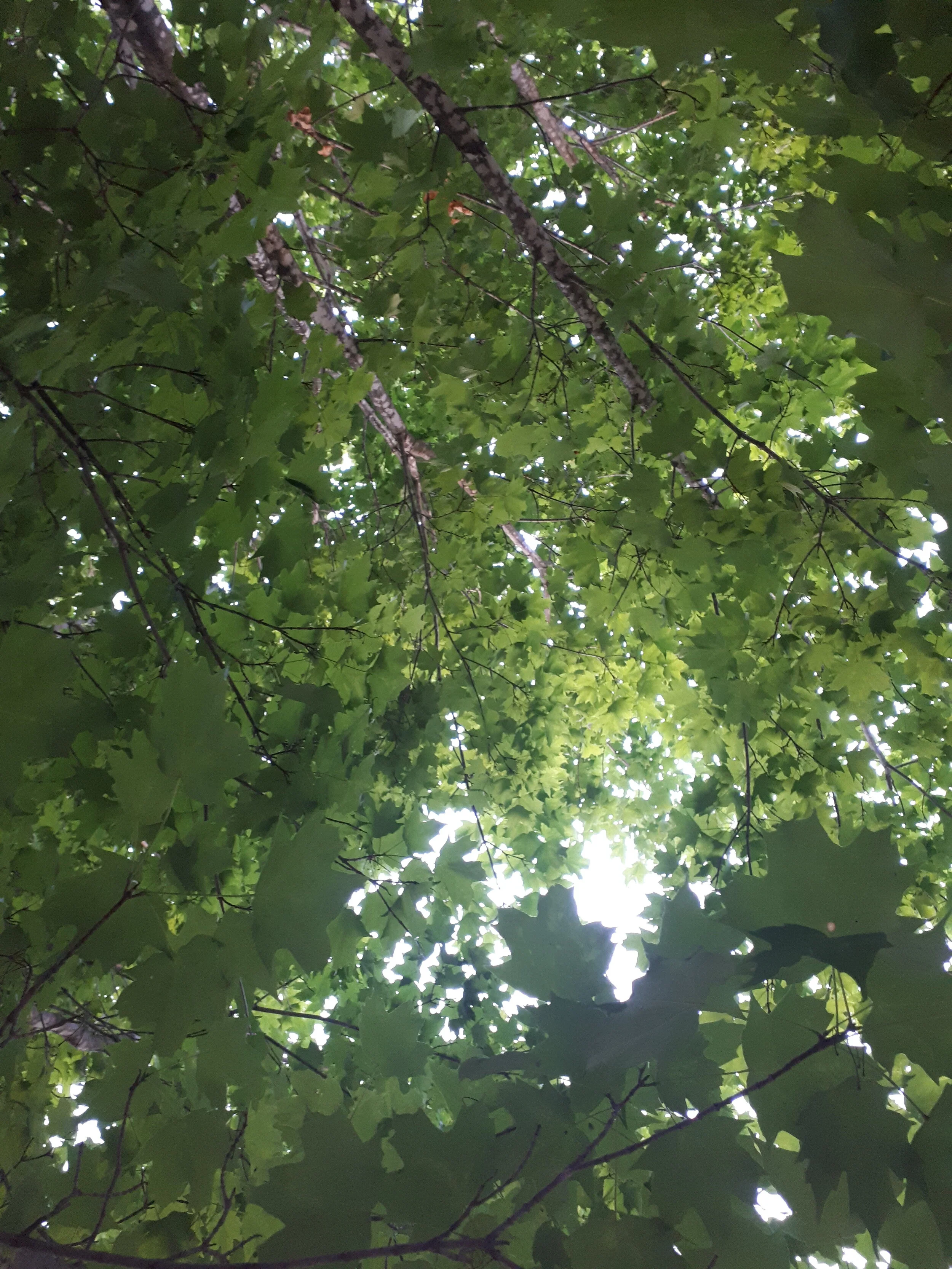 Leaves2.jpg