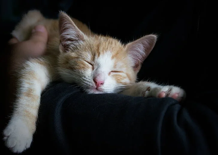 Cozy Cat.jpg
