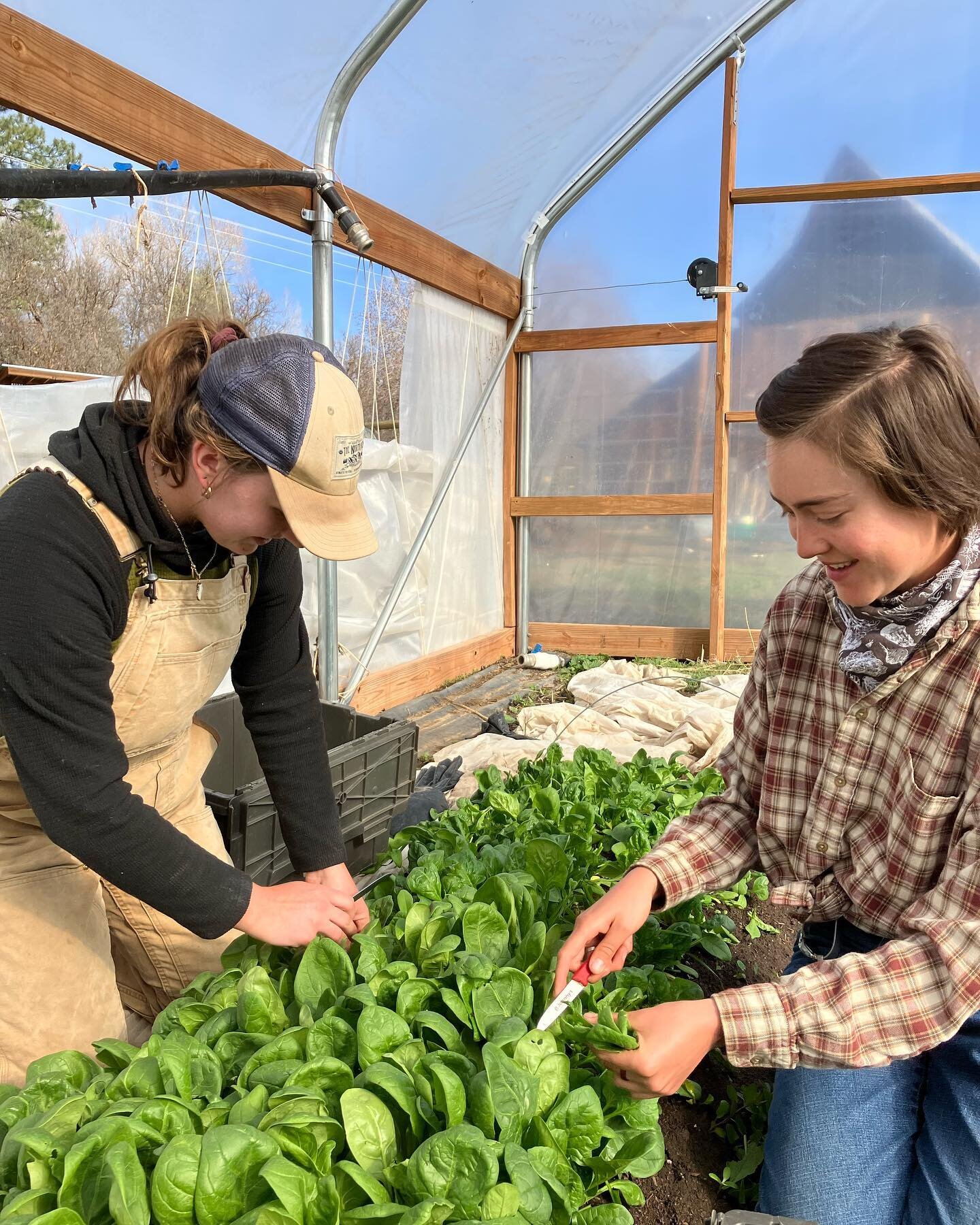 We&rsquo;ve been a little quiet over here lately (due to a broken phone, classic Morgan), but we&rsquo;ve been very busy! Today we had our first harvest of the season. Find Long Table spinach and baby bok choy @sunnysidefarmsmarket and @durangonatura