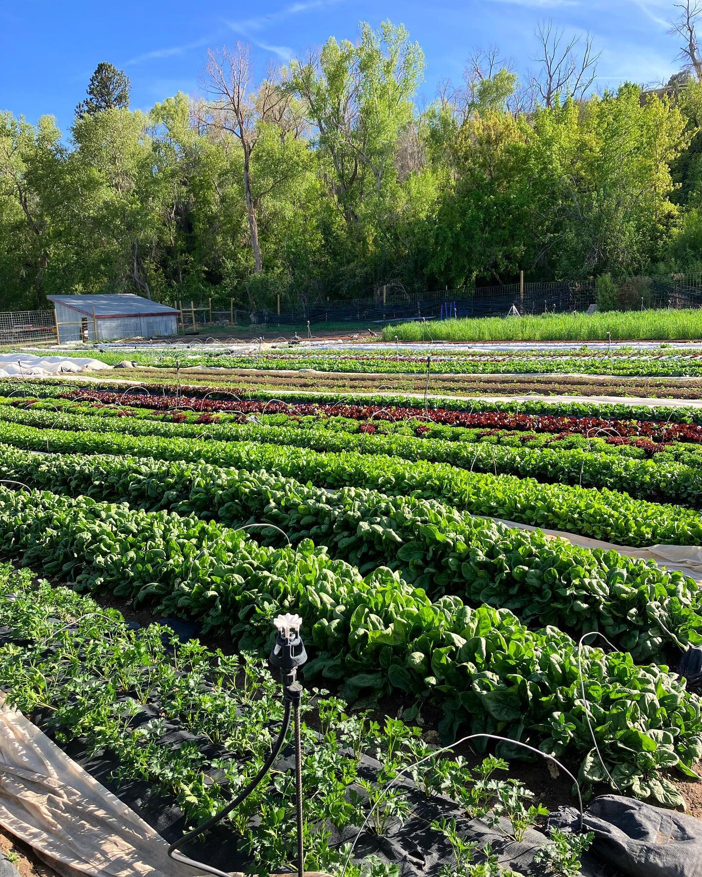 Feeling grateful for this tiny slice of dirt. Despite the trials of farming, there is nothing I&rsquo;d rather be doing&hellip; some rain would be nice though 🤞.

#marketgardening #smallfarm #southwestcolorado