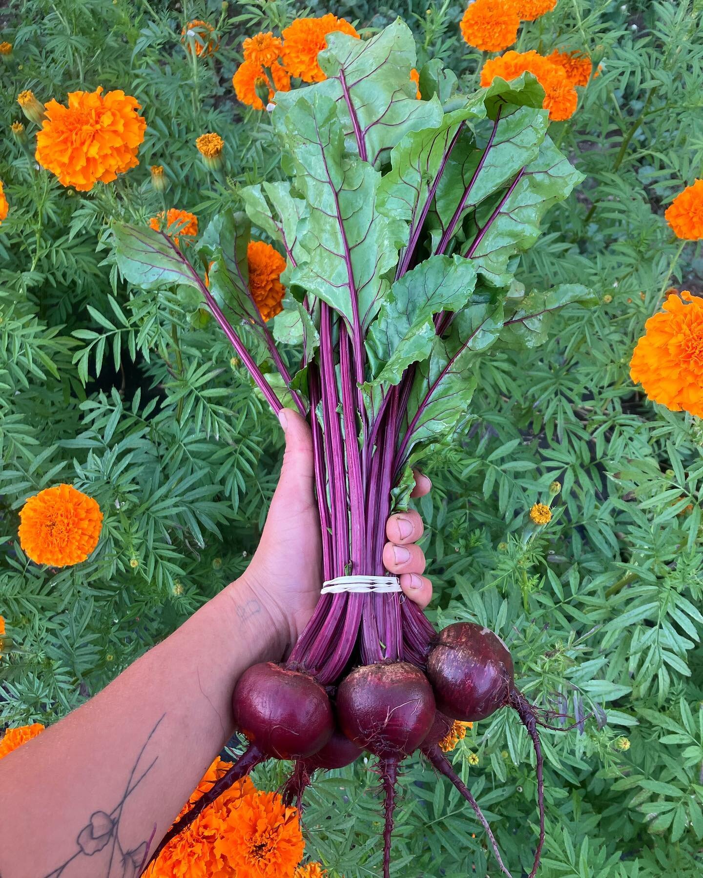 Never stop trying! Struggled with beets for the past few years, but finally got a nice crop. Find these beauties @durangofarmers market this Saturday. Don&rsquo;t forget! Market starts at 9am in October!