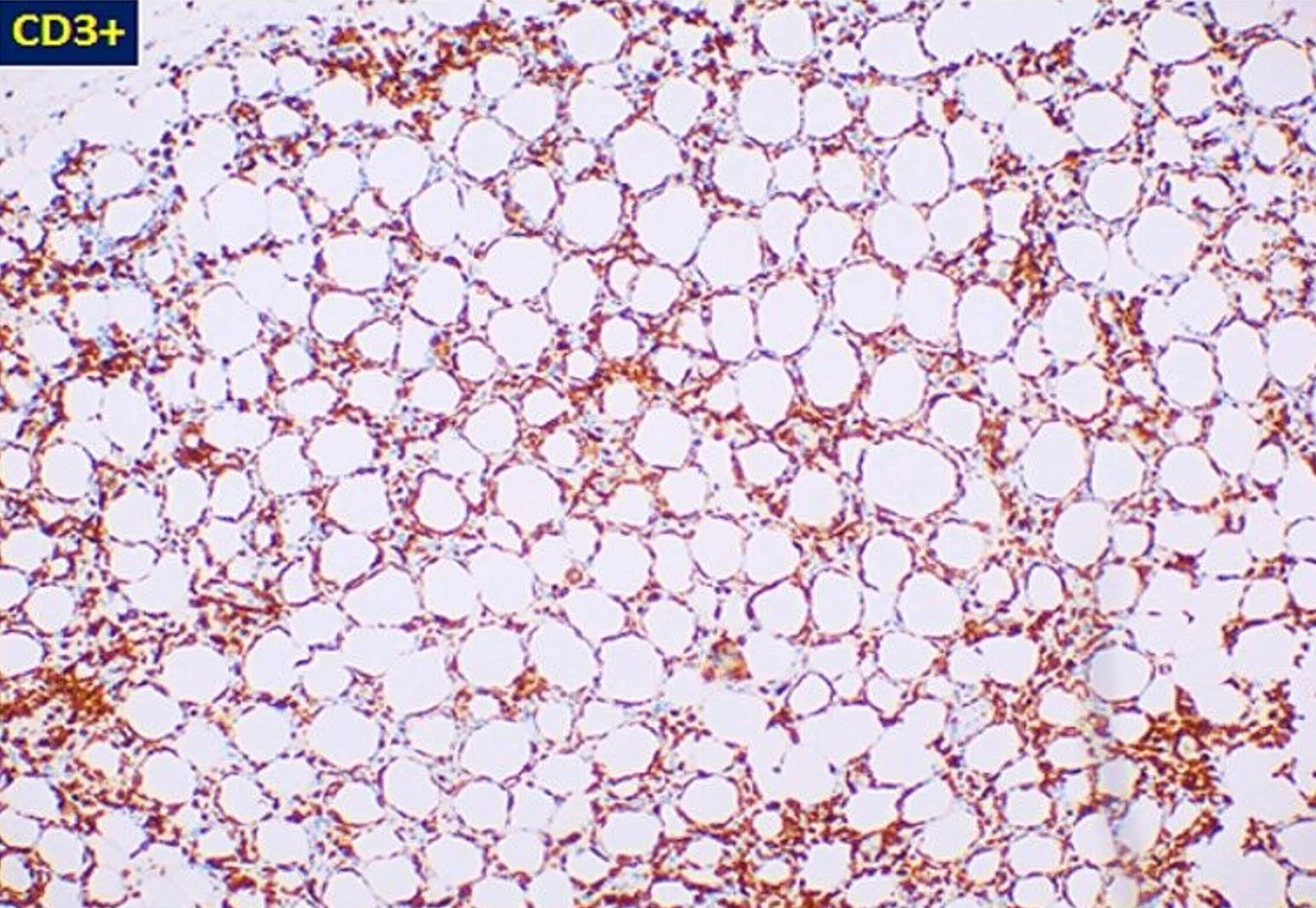 Case22_8.jpg