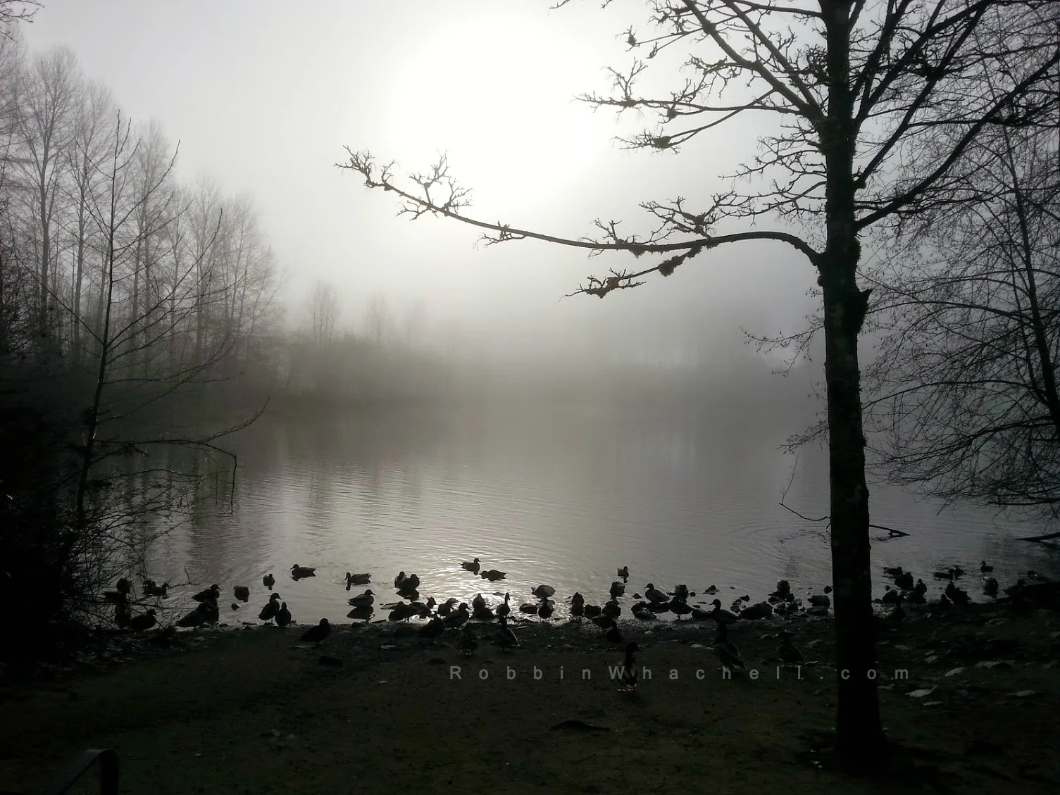Morning mist on Lafarge Lake, Coquitlam