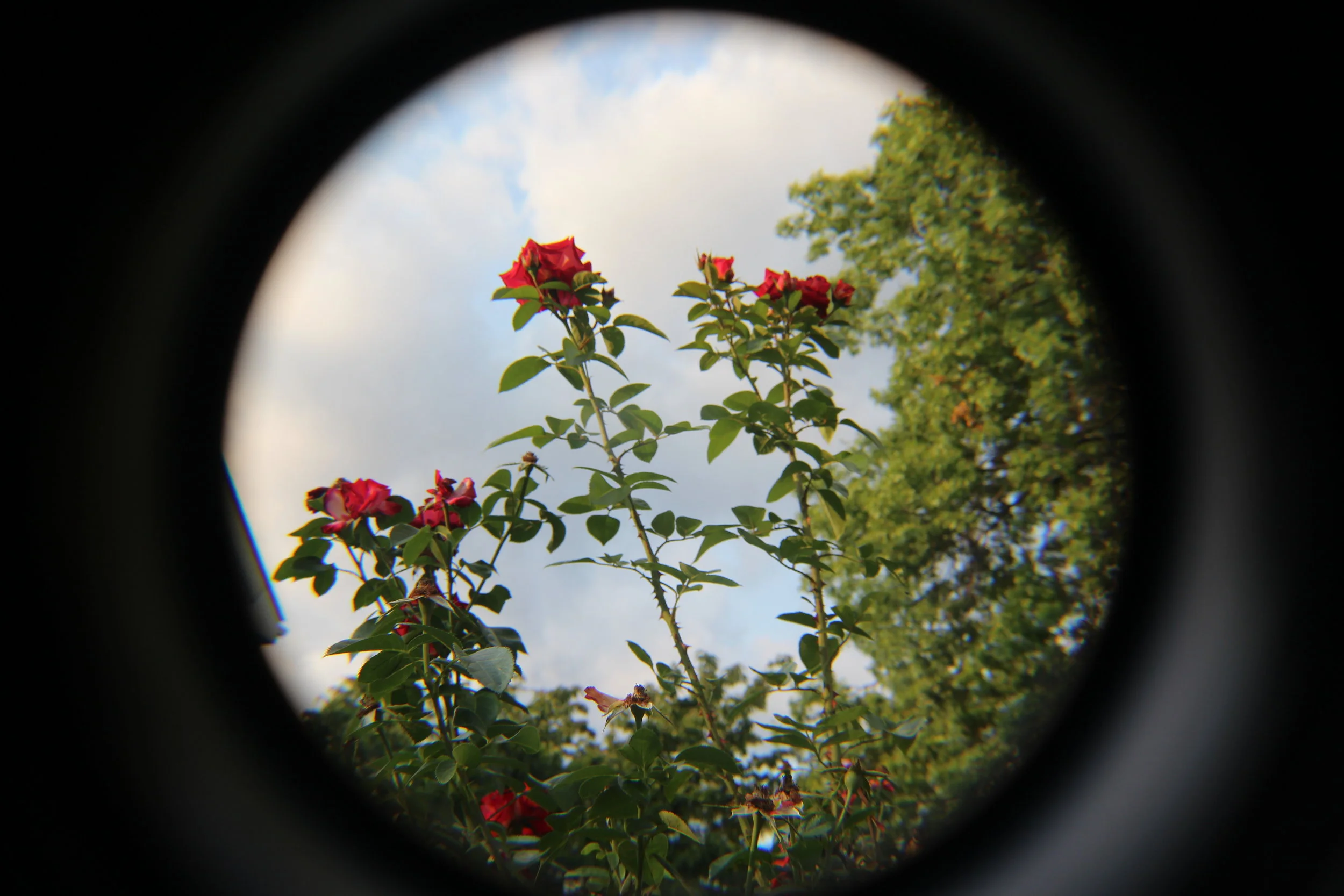 IMG_6235.JPG
