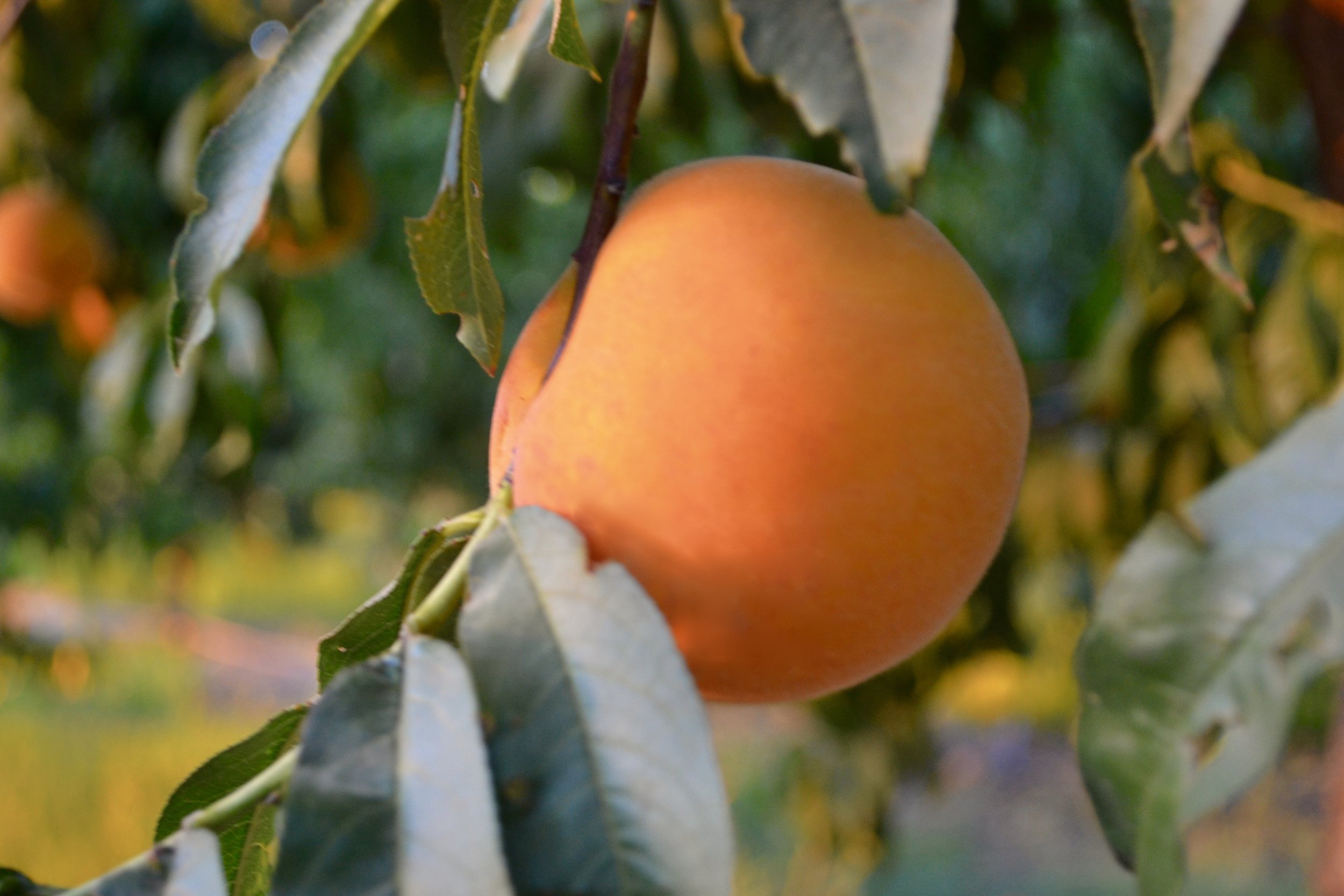P E A C H: The Watkins farm grows cling peaches. Cling peaches were named because characteristics of the fruit cause the flesh to stick to or “cling” the stone. Cling peaches are used for canning because they are firmer compared to freestones which are sold as a fresh market product.