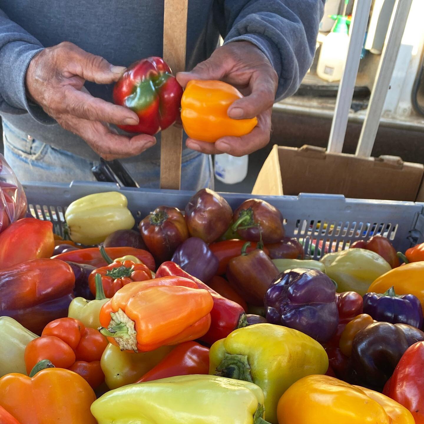 Take advantage of the last of the late summer produce before leafy greens and root vegetables are here to stay. 

#haveaplant #farmersmarket #eatlocalgrown #sweetpeppers
