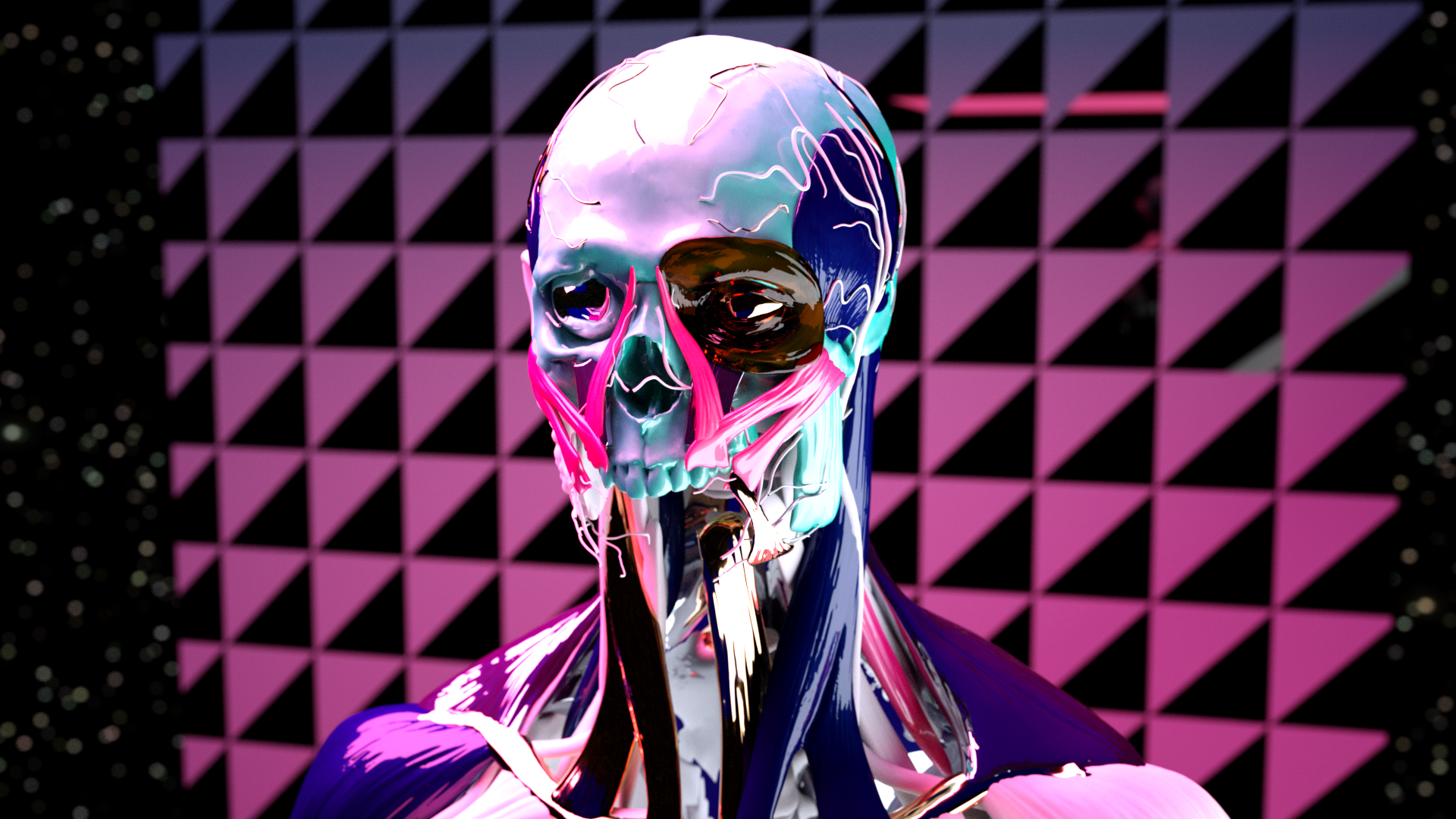 muscles02.png