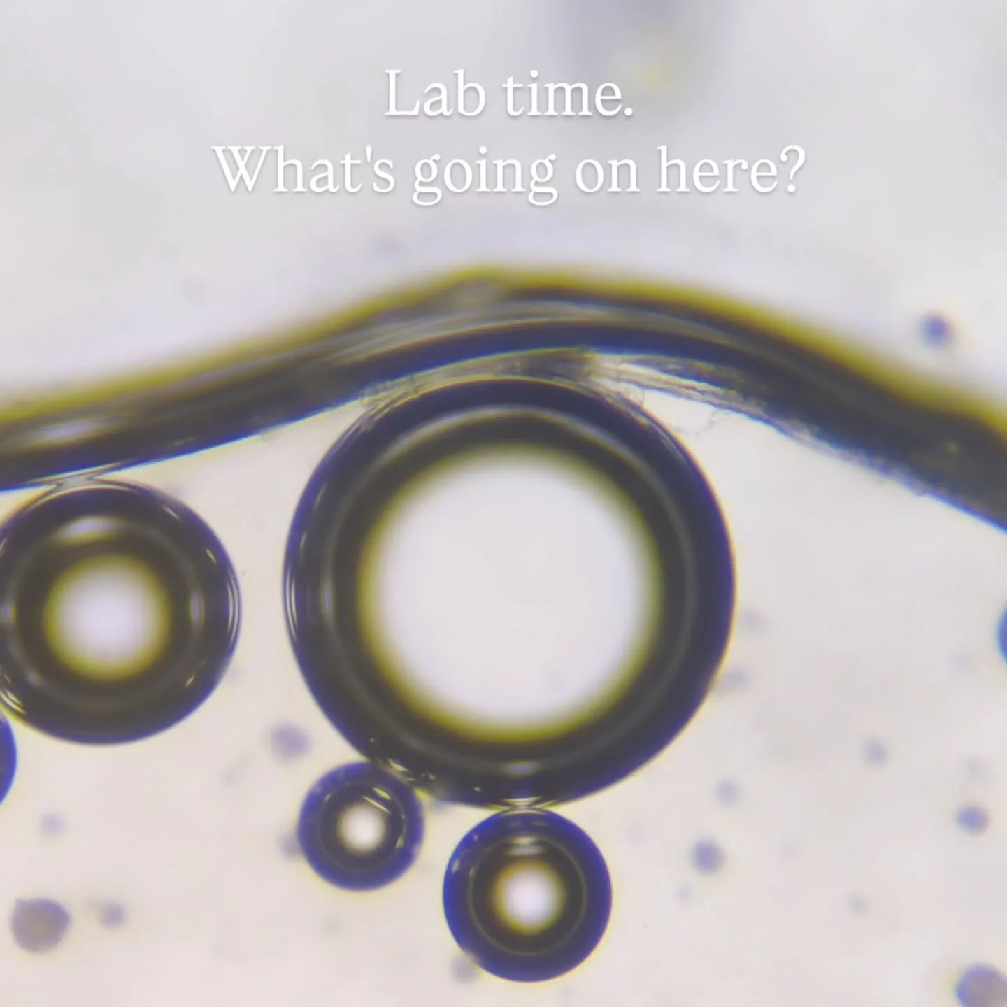 There's a whole other universe under the microscope.