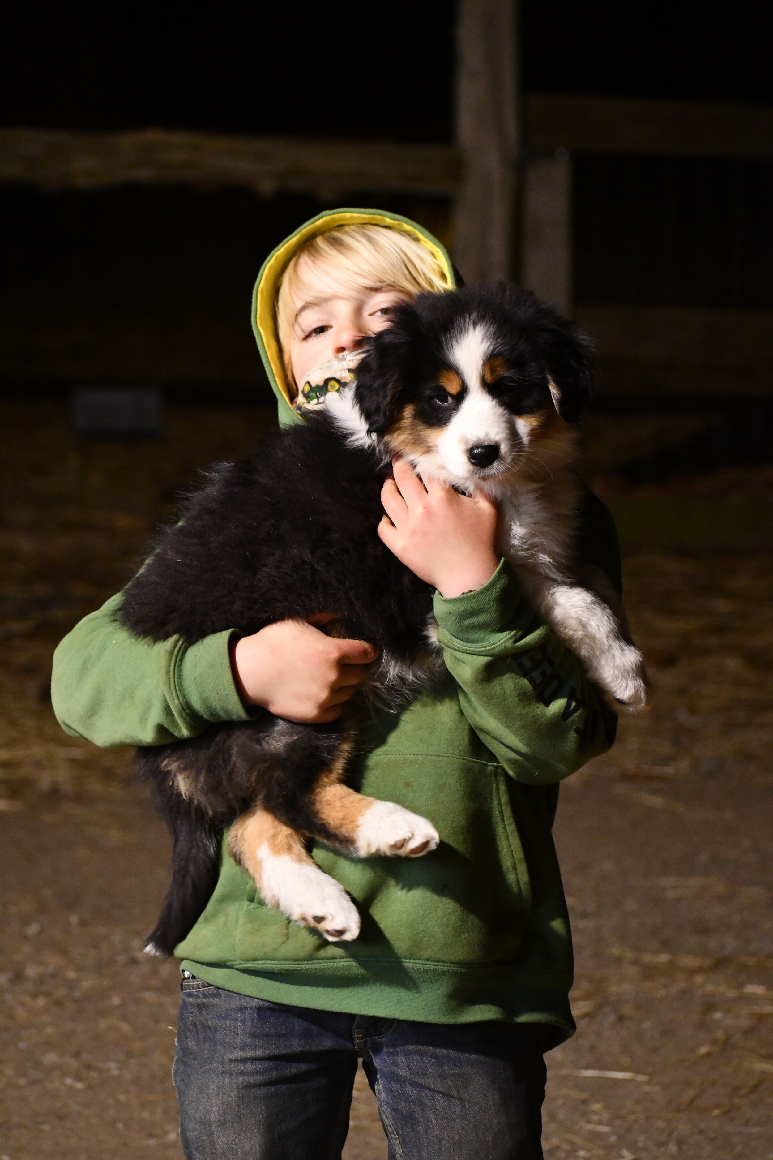 hidden hills bernese