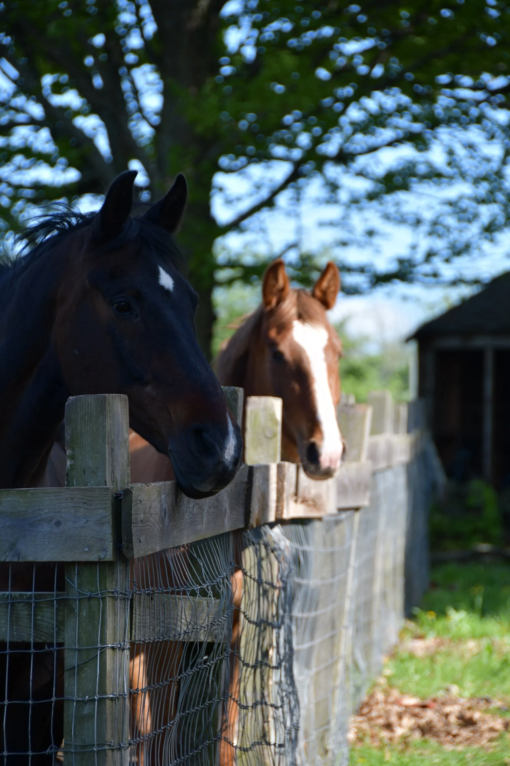 DSC_1288.jpeg