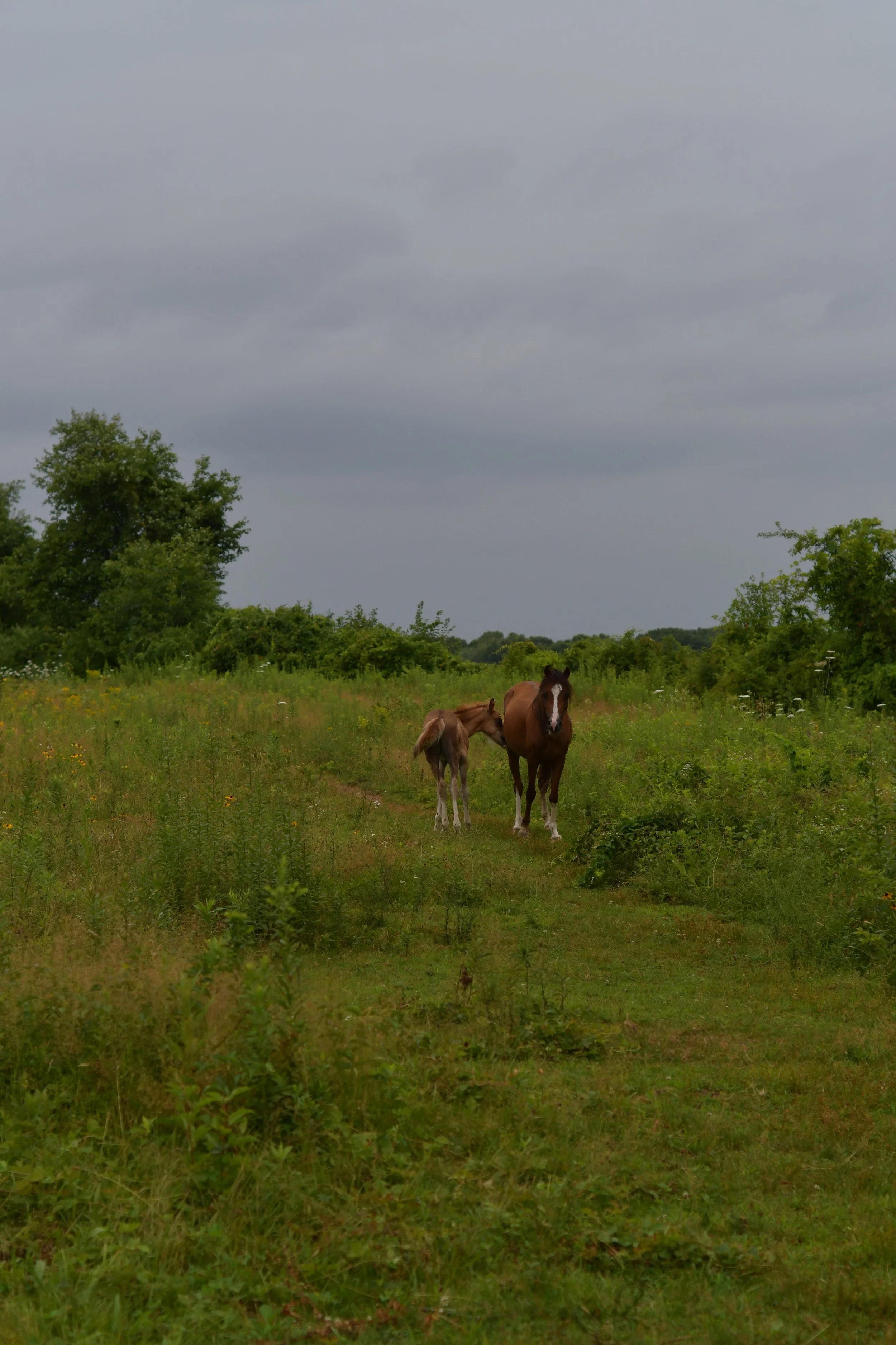 DSC_2430.jpeg