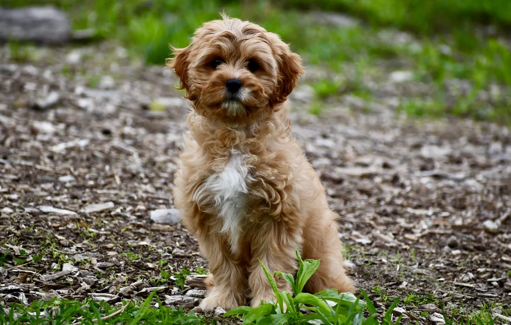 Puppies for adoption — Hidden Hills