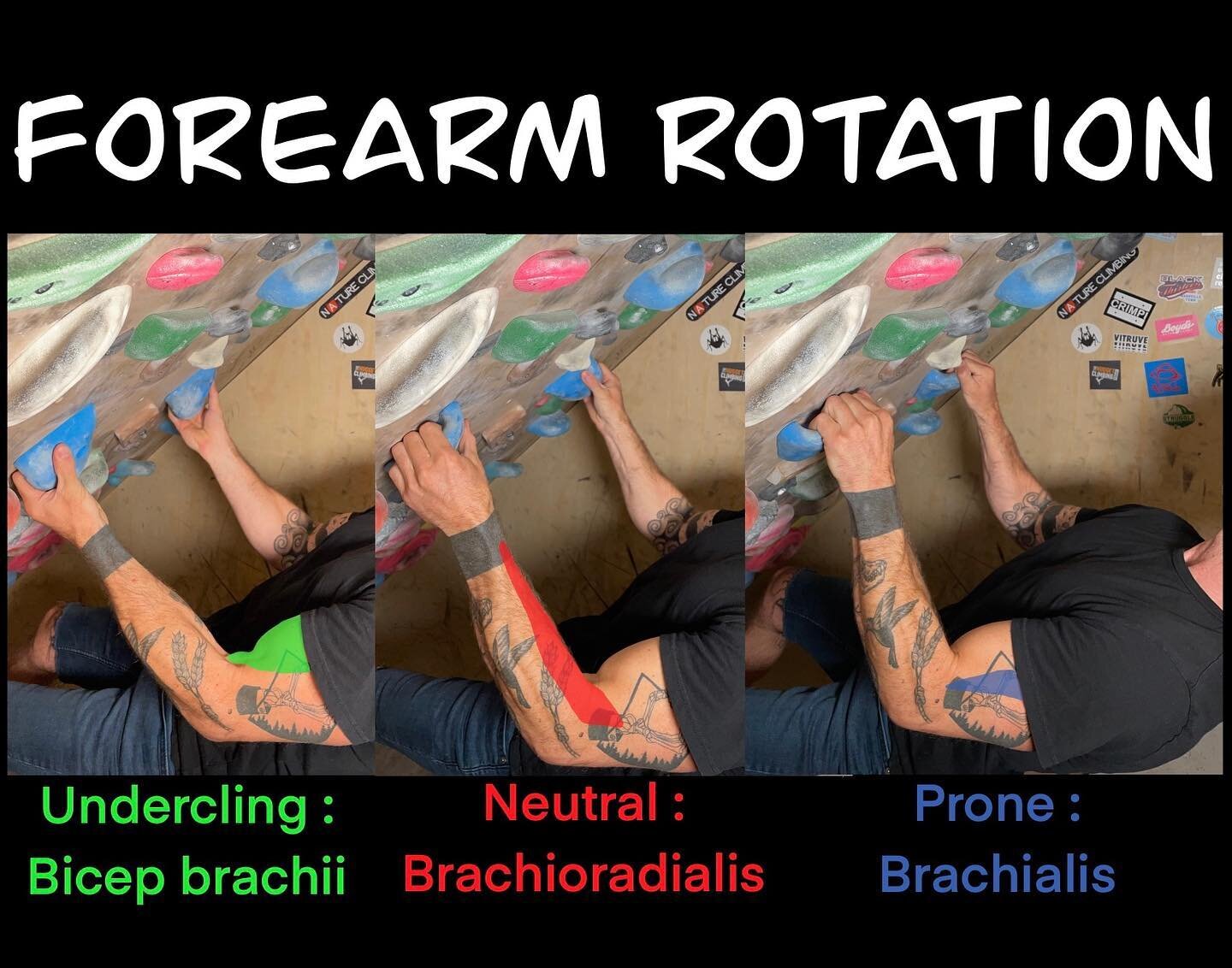 💪🏽Positional Stress 💪🏿

The stress to the elbow flexors varies with forearm rotation, and the forearm rotation varies with grip position. Therefore, we need the variety to stay resilient, but that same variety might not adequately train each. 

T