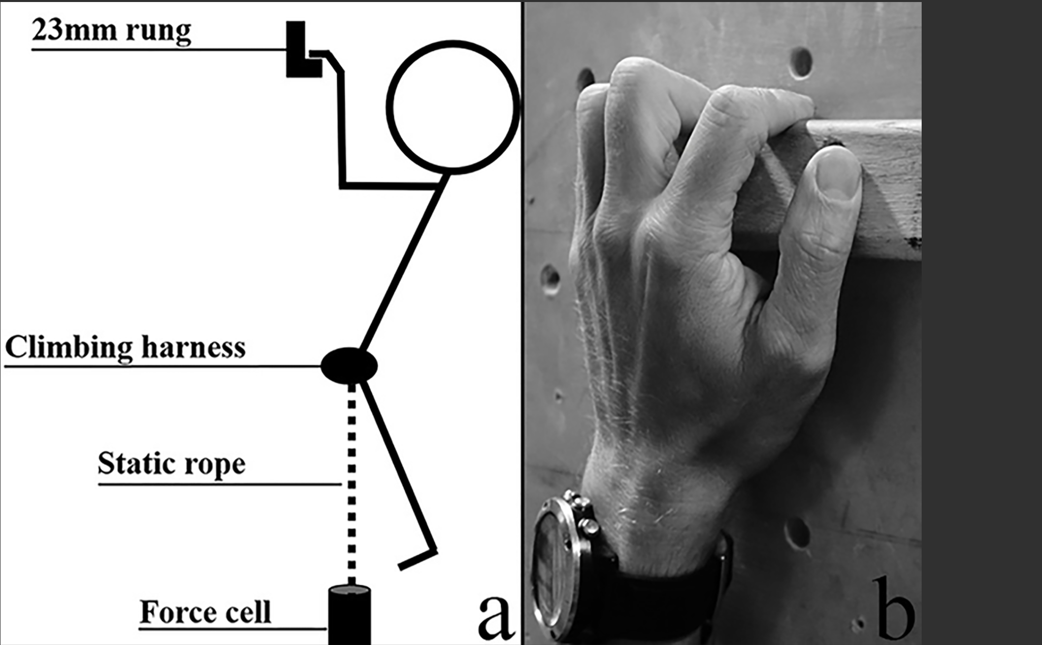 Rate of Force Development in Climbing: What Separates Elite Climbers?