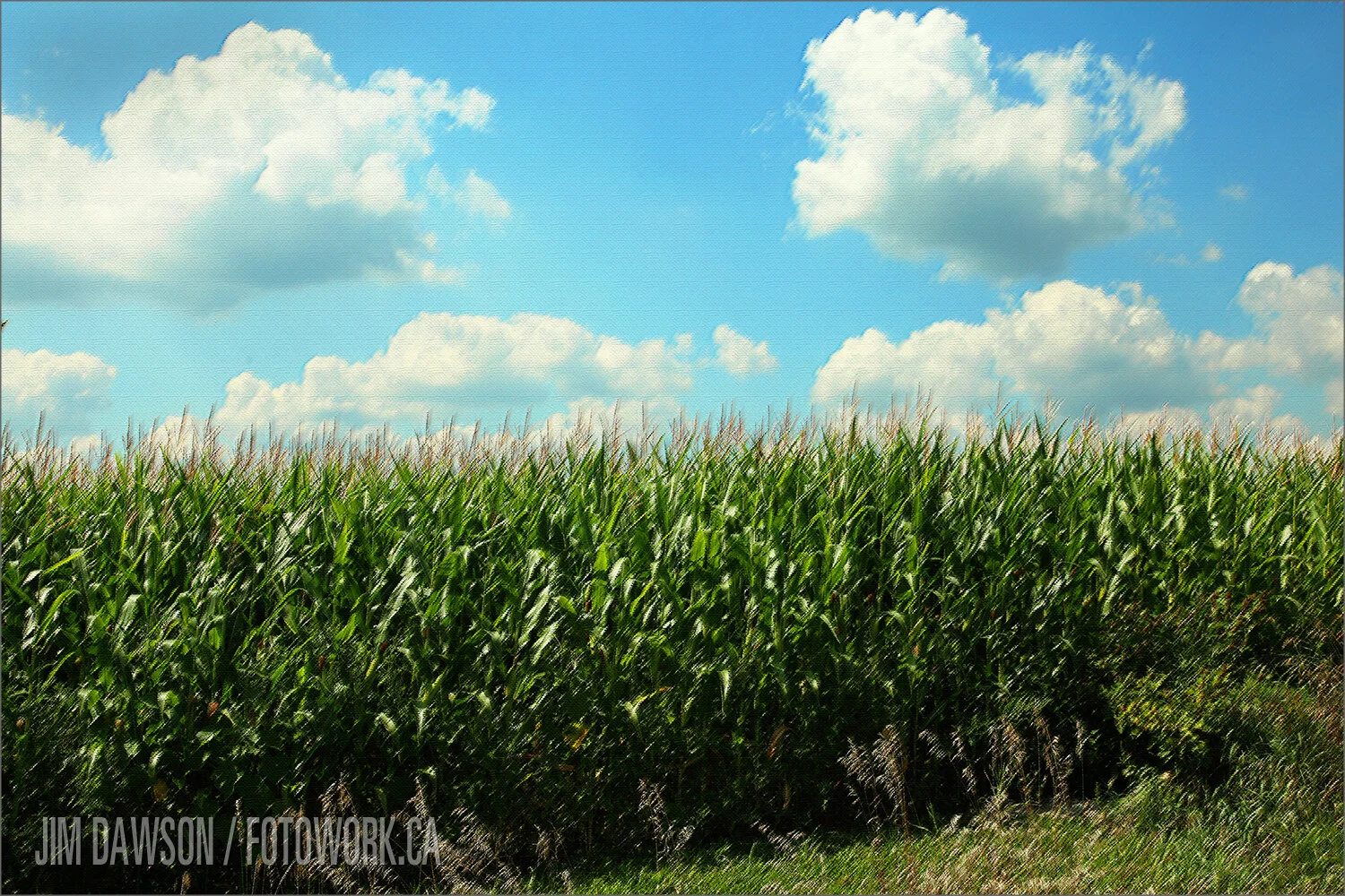 Ontario Cornfield | Photo by Jim Dawson FOTOWORK