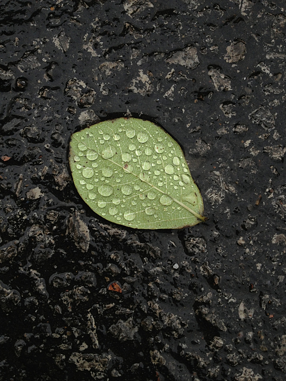 Dewy leaf