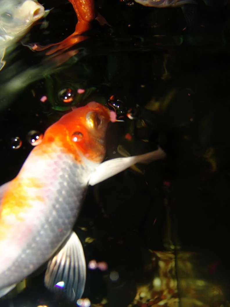Koi Swim