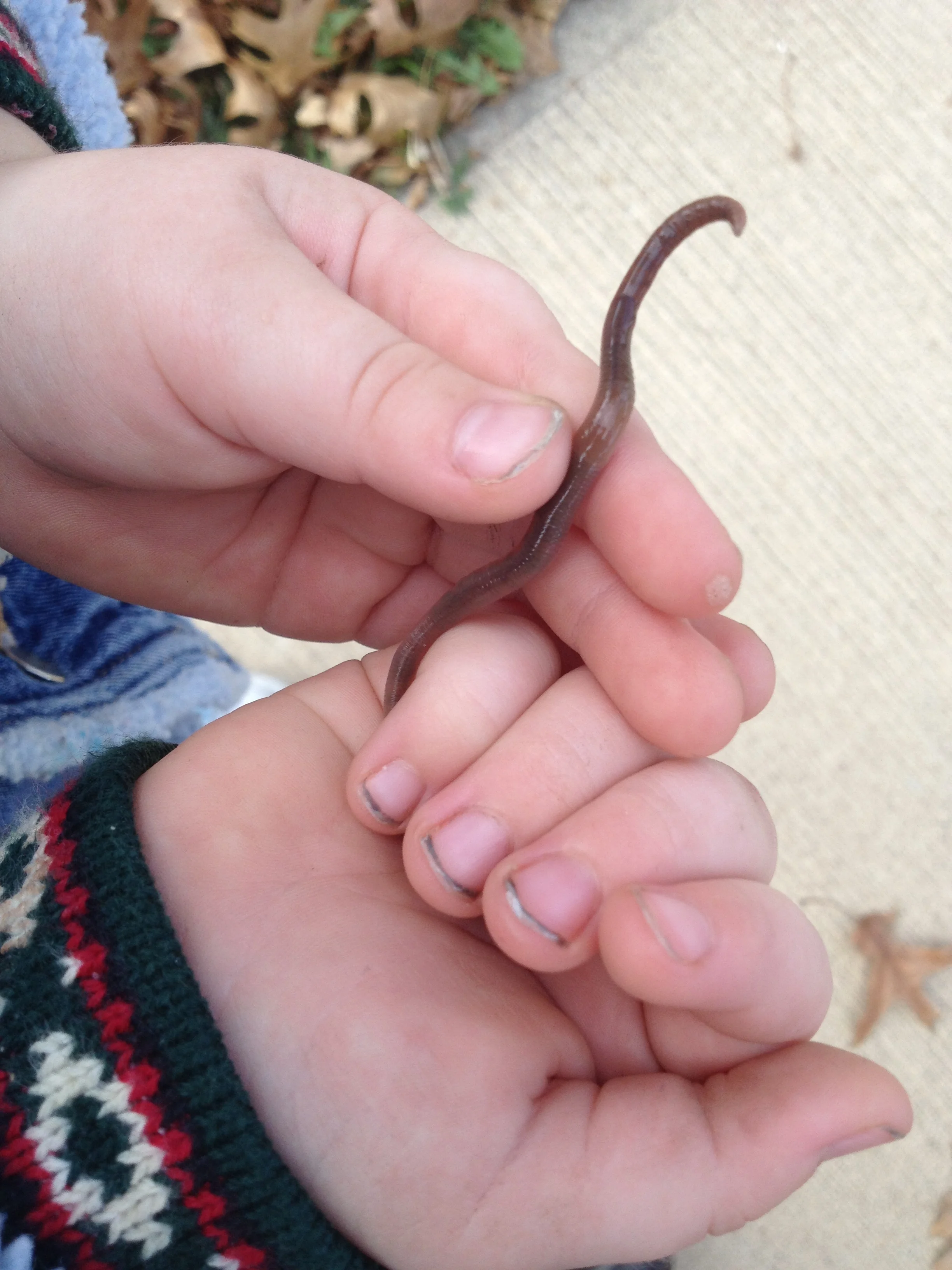 Earthworm