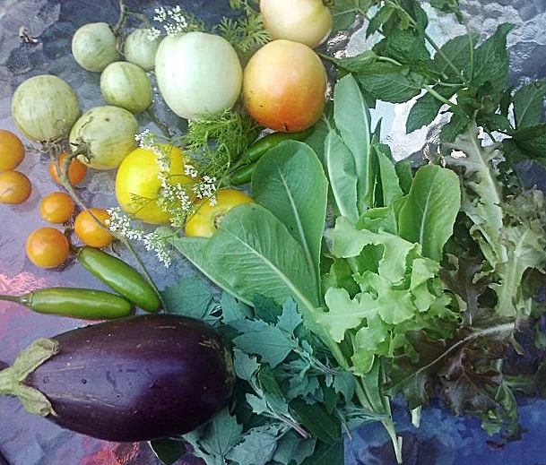 MY GARDEN CATCH OF THE DAY 2011