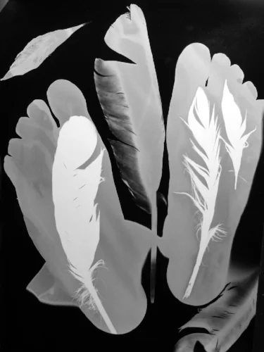 copyright Lghurcomb 27April2009Angel molting