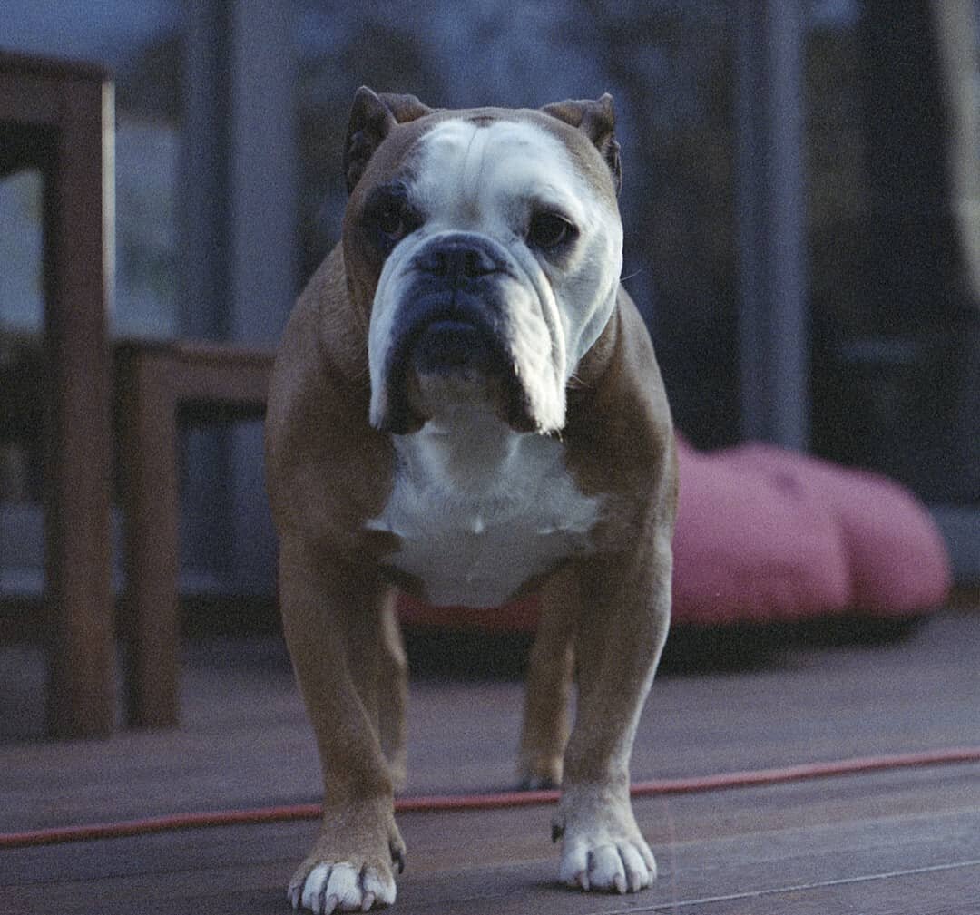 Constantly concerned 
#agfavista400 #agfa #35mm #aussiebulldog #bulldogsofinstagram #bullylove #nikonf