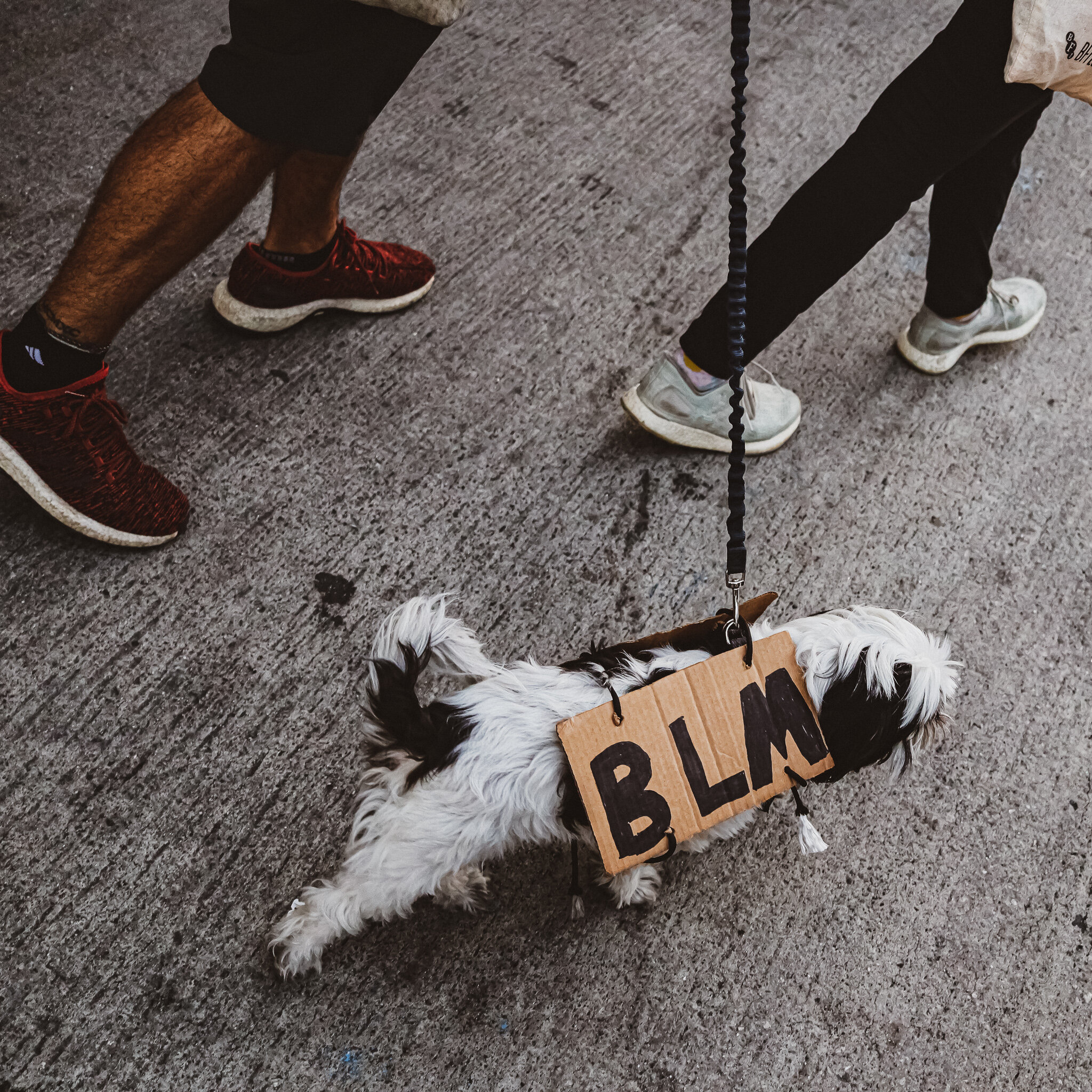 BLM DOG A510EE0C-CAA6-45DB-8B17-908476EE300D.jpg