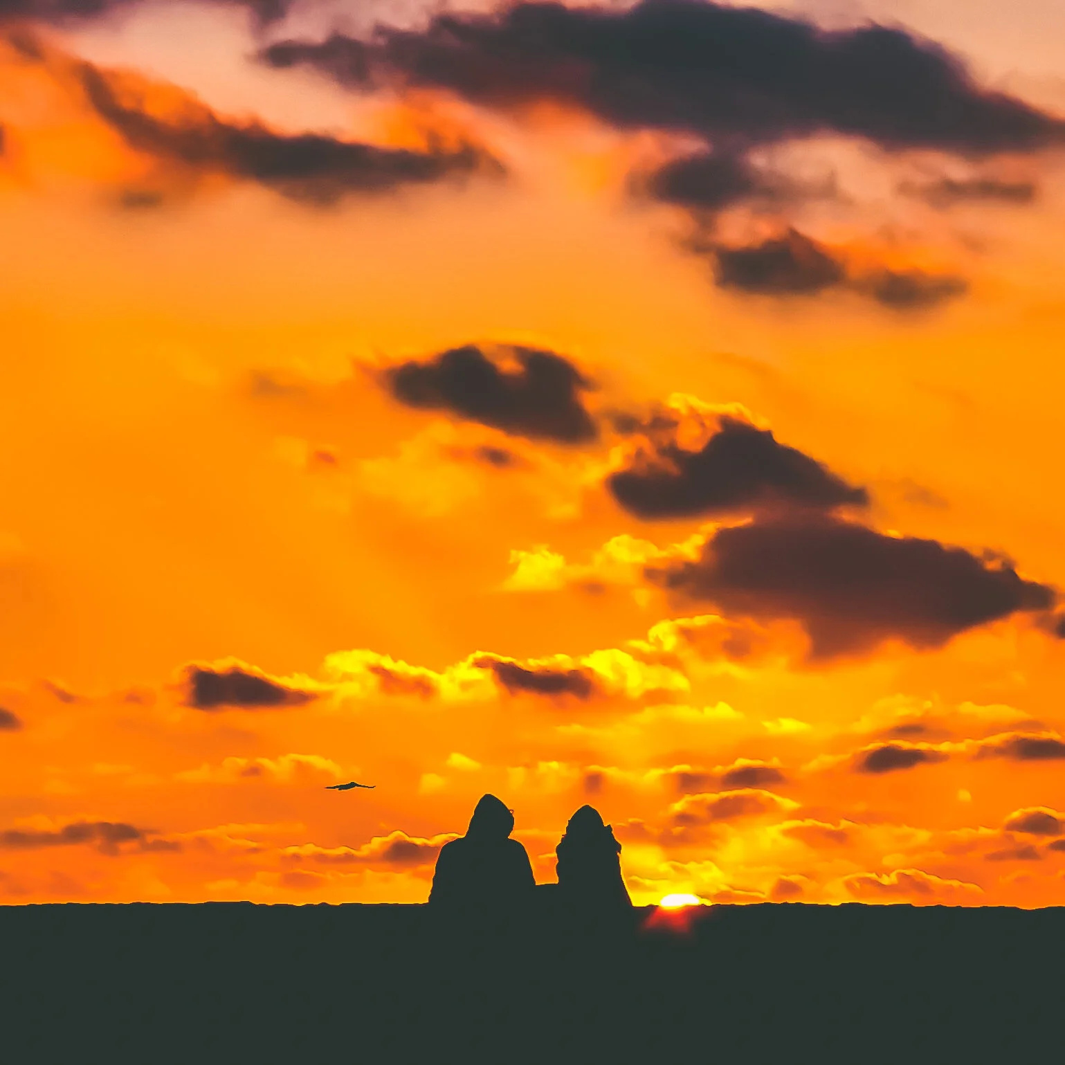 #062 VENICE BEACH C34EB29B-CF7B-41F5-B54E-81A688840881.jpeg