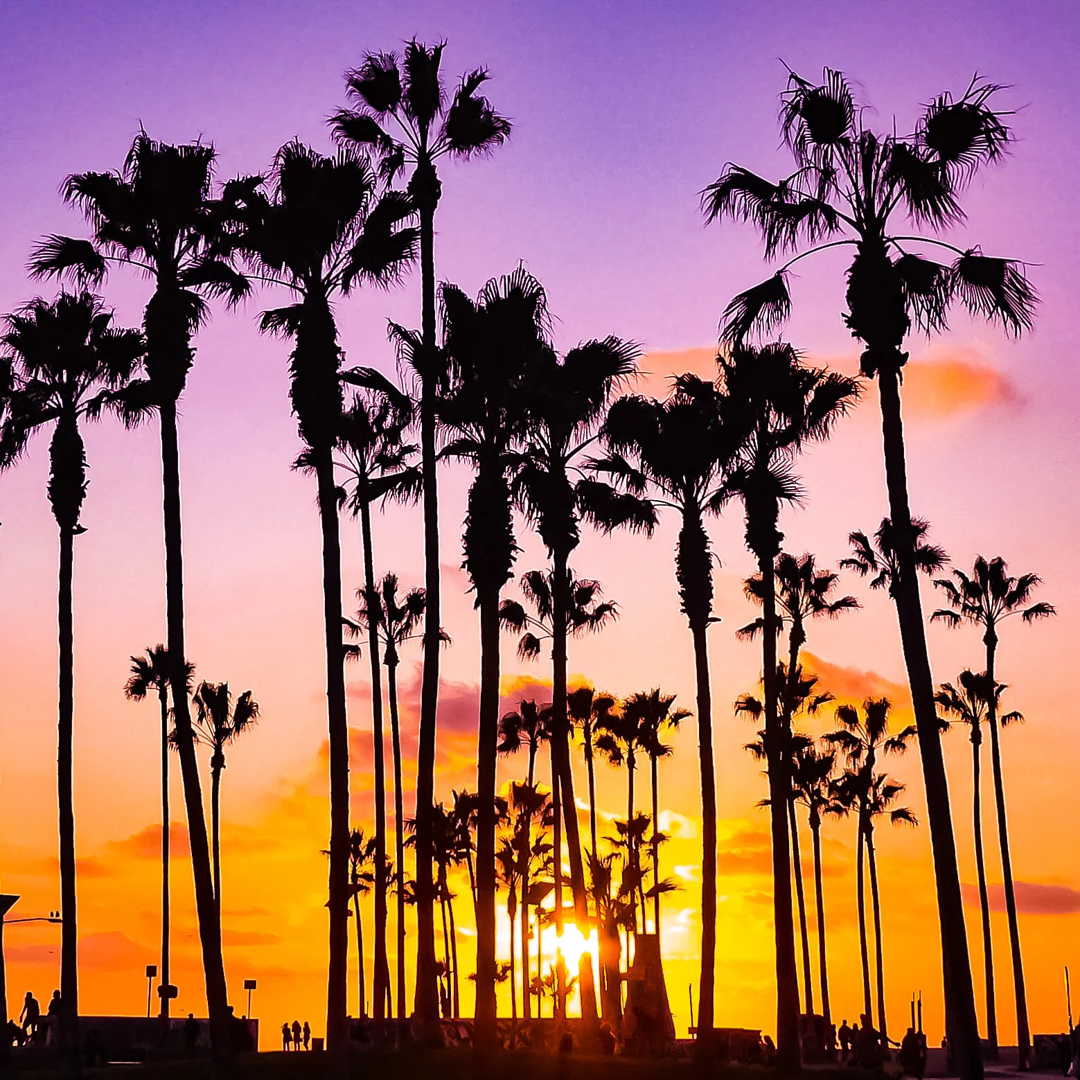 #108 VENICE BEACH 54DDF11B-D618-4ED0-B597-86314C1D6B0D.jpeg