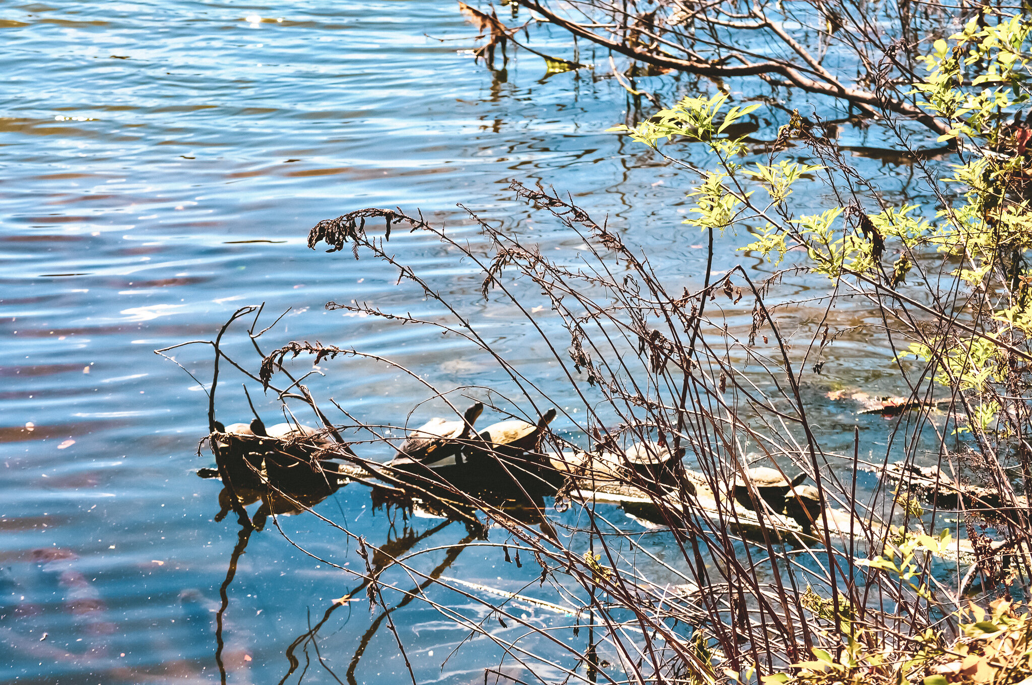 DSC_0142 AUSTIN.jpg