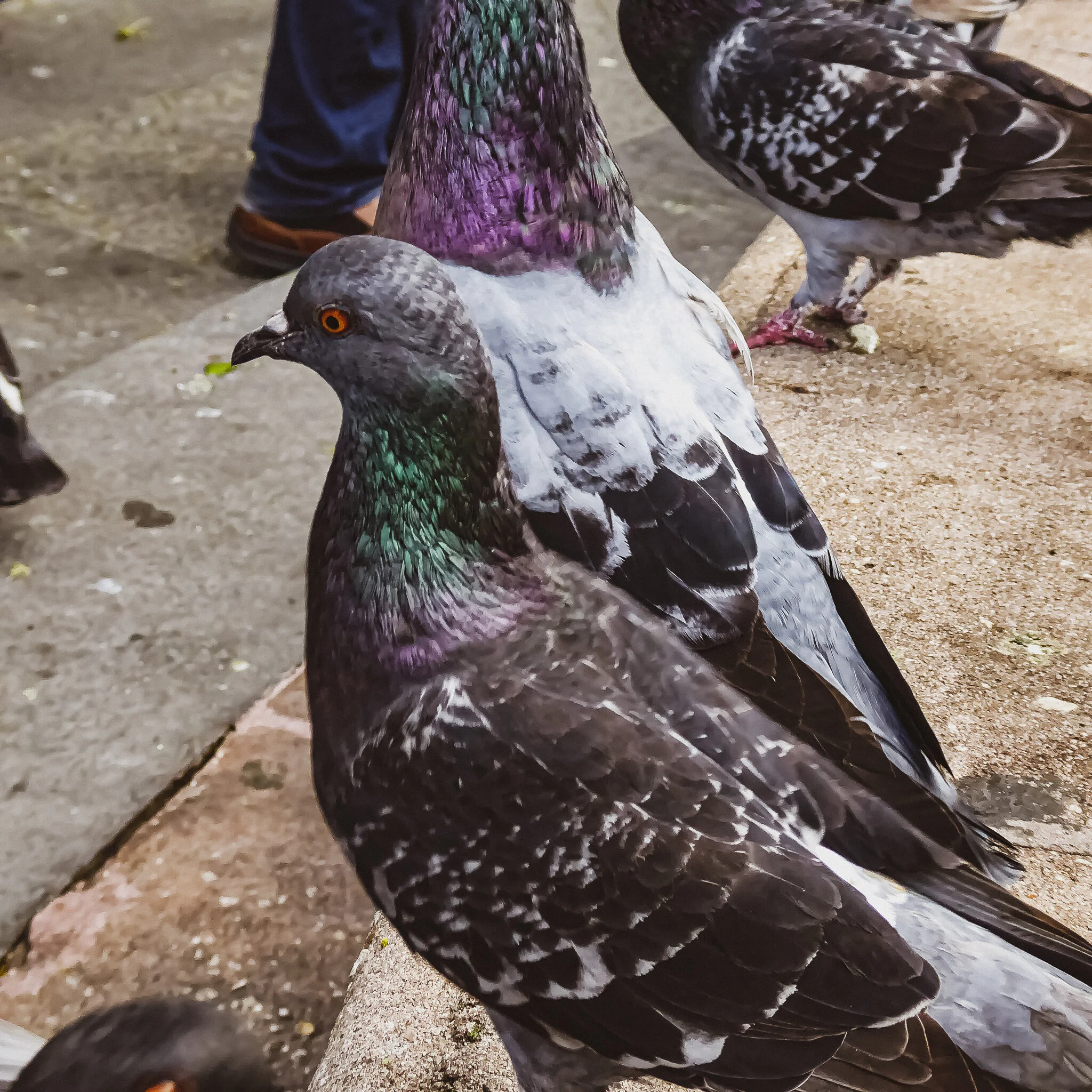 P1050490 PUERTO RICO.jpg